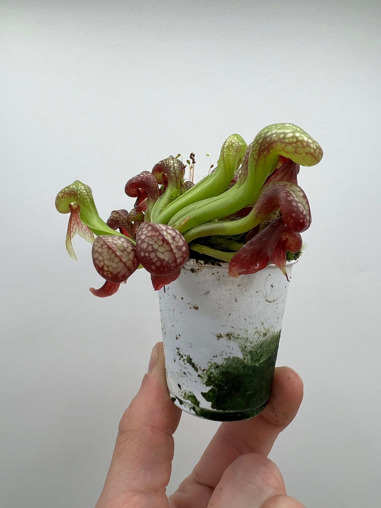 Darlingtonia californica (Cobra Pitcher Plant) - Seed Grown #169