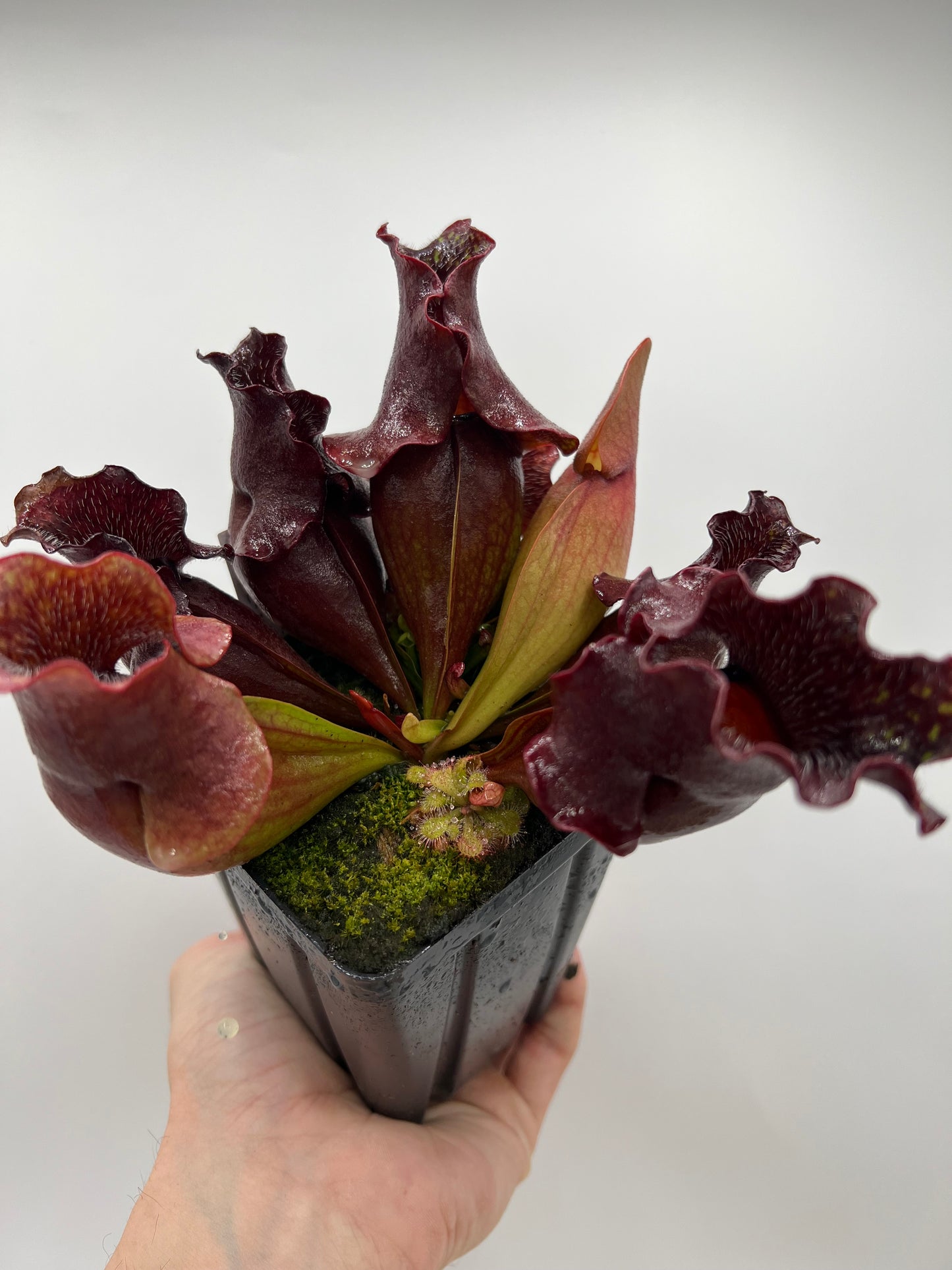 Sarracenia purpurea ssp. venosa (Brunswick Co, NC x Carteret Co, NC) - Seed Grown #1