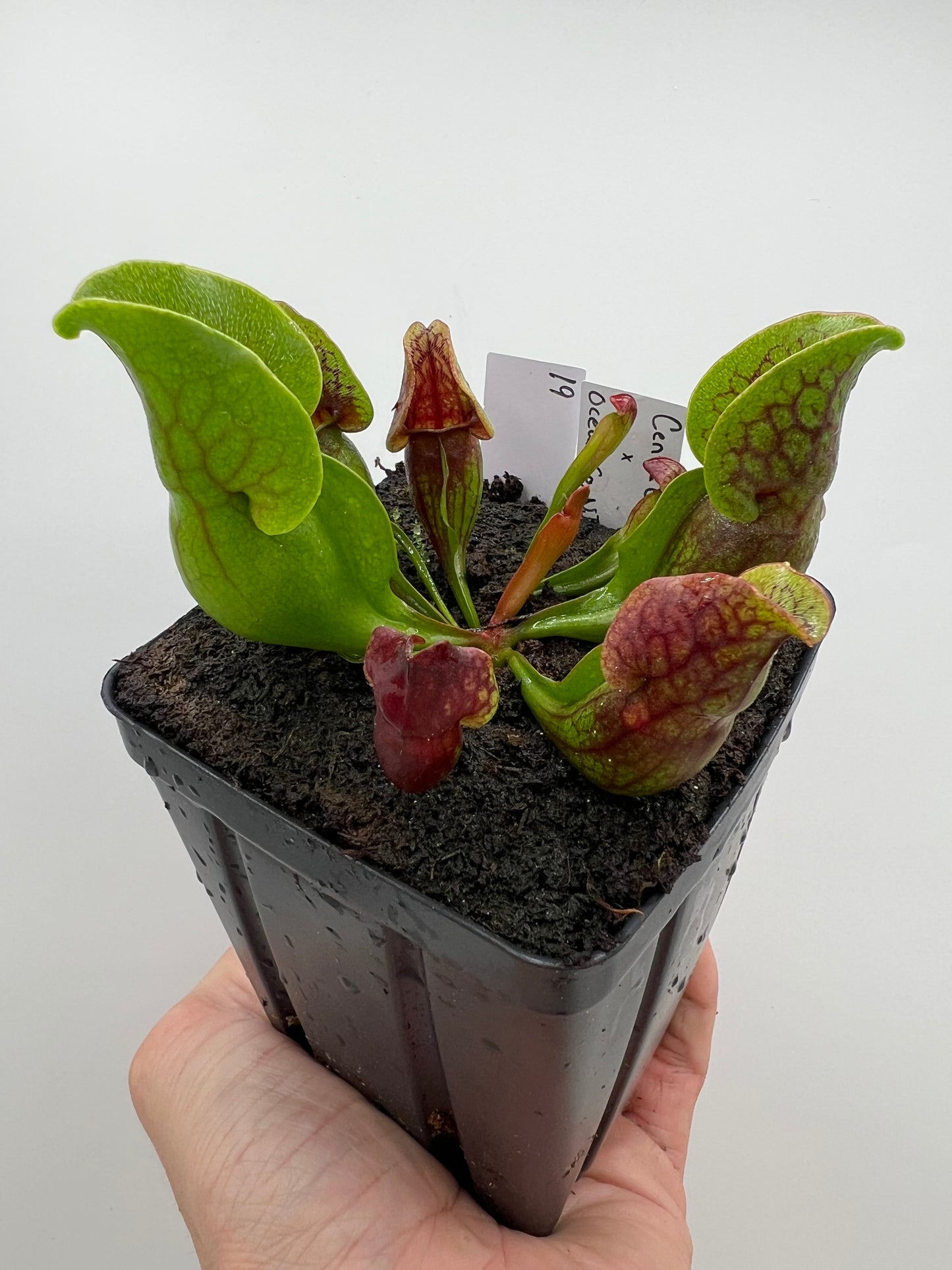 Sarracenia purpurea ssp. purpurea (Centre Co, PA) x (Ocean Co, NJ) - Seed Grown #19