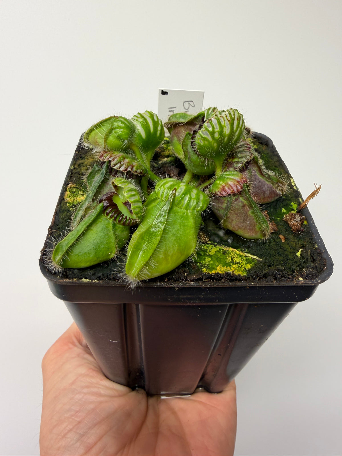 Cephalotus follicularis “Broke Inlet” #5