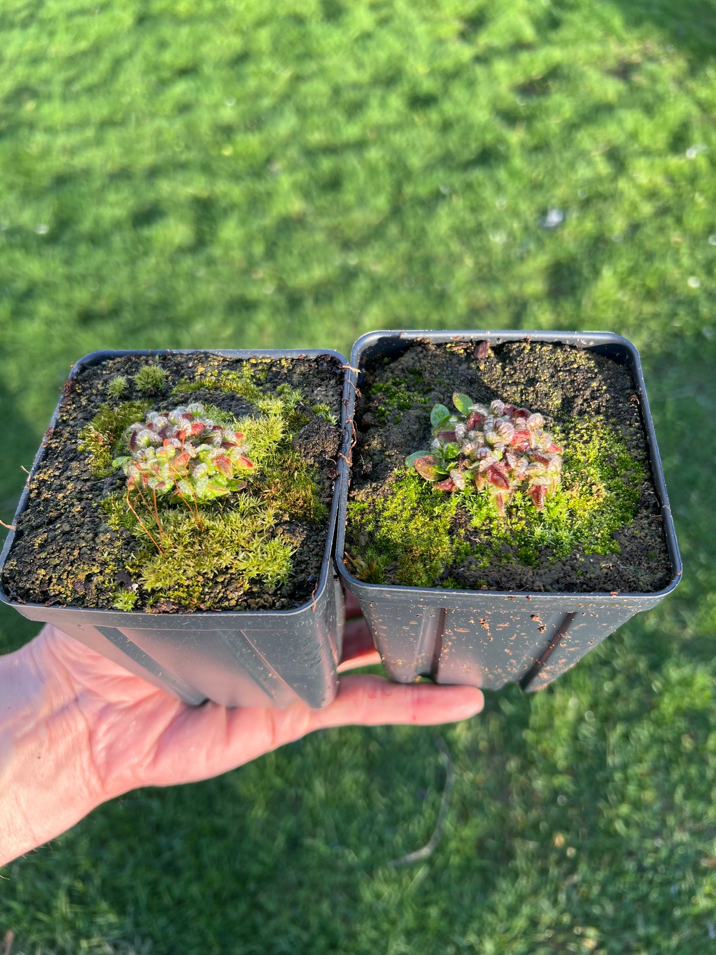 Cephalotus follicularis - Typical, Potted