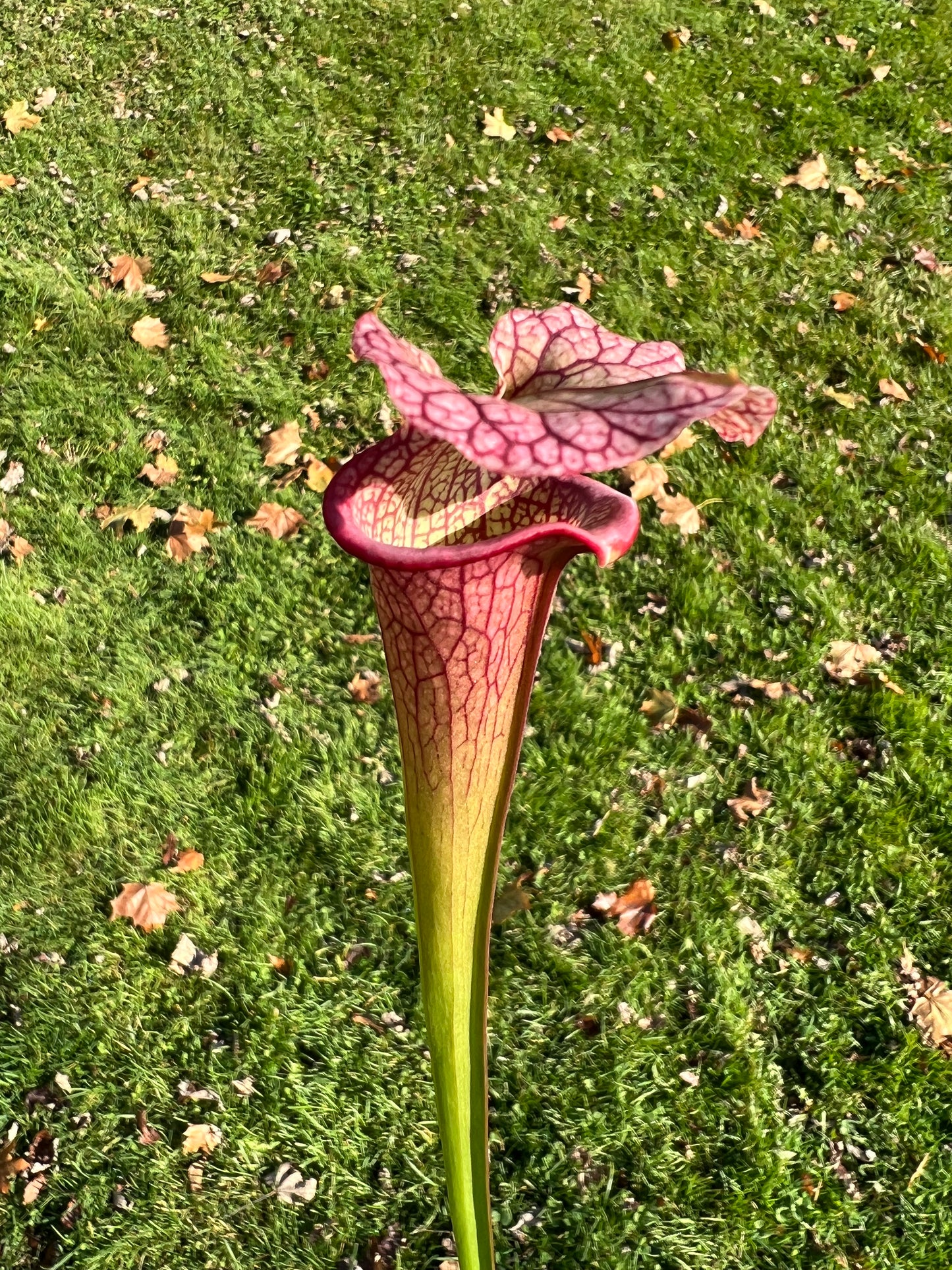 Sarracenia ‘Hot Lips’ x ‘Adrian Slack’ - Seed Grown (LC)