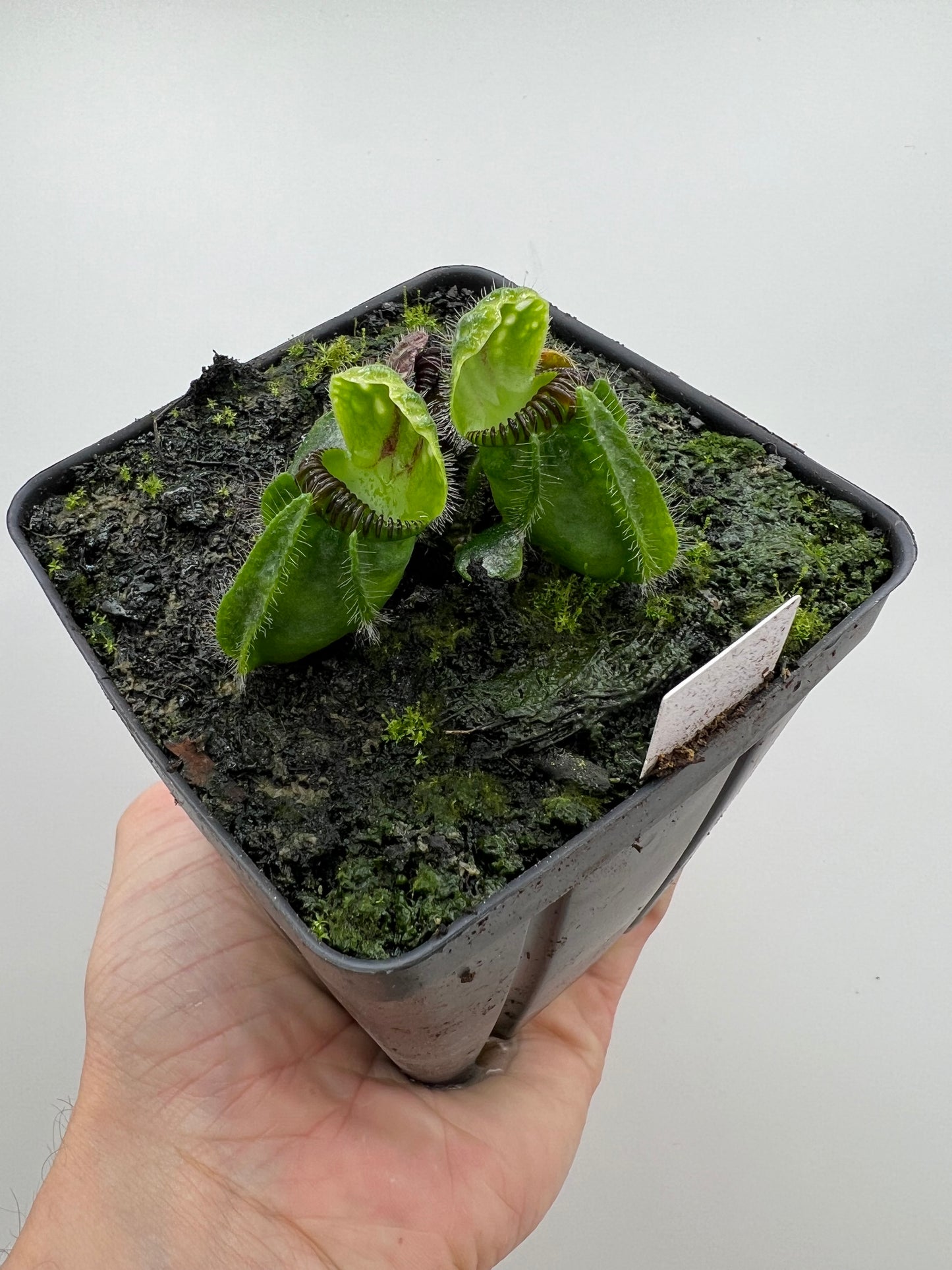 Cephalotus follicularis “Vigorous Clumping” - Stephen Morley