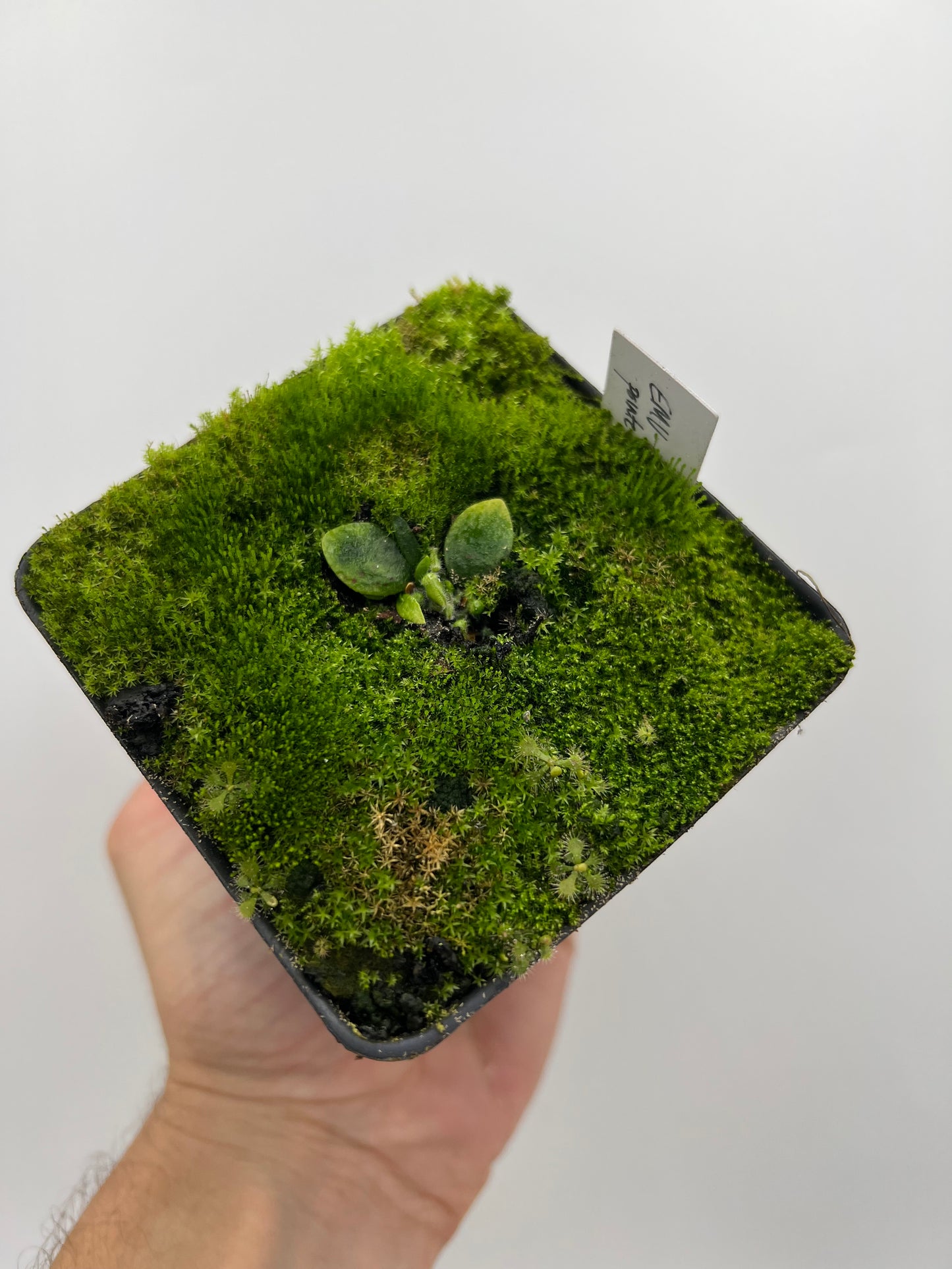Cephalotus follicularis “Emu Pointe”
