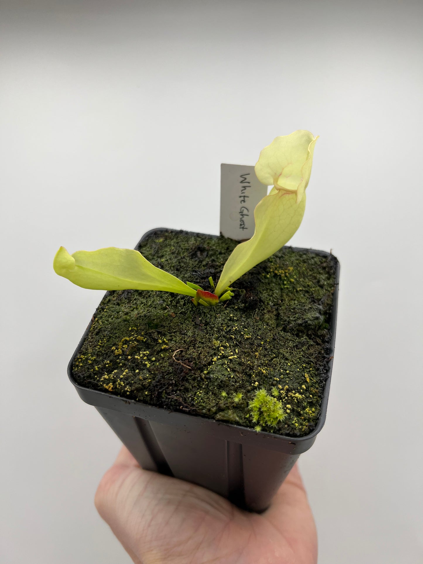 Sarracenia purpurea ssp. venosa “White Ghost” - Araflora