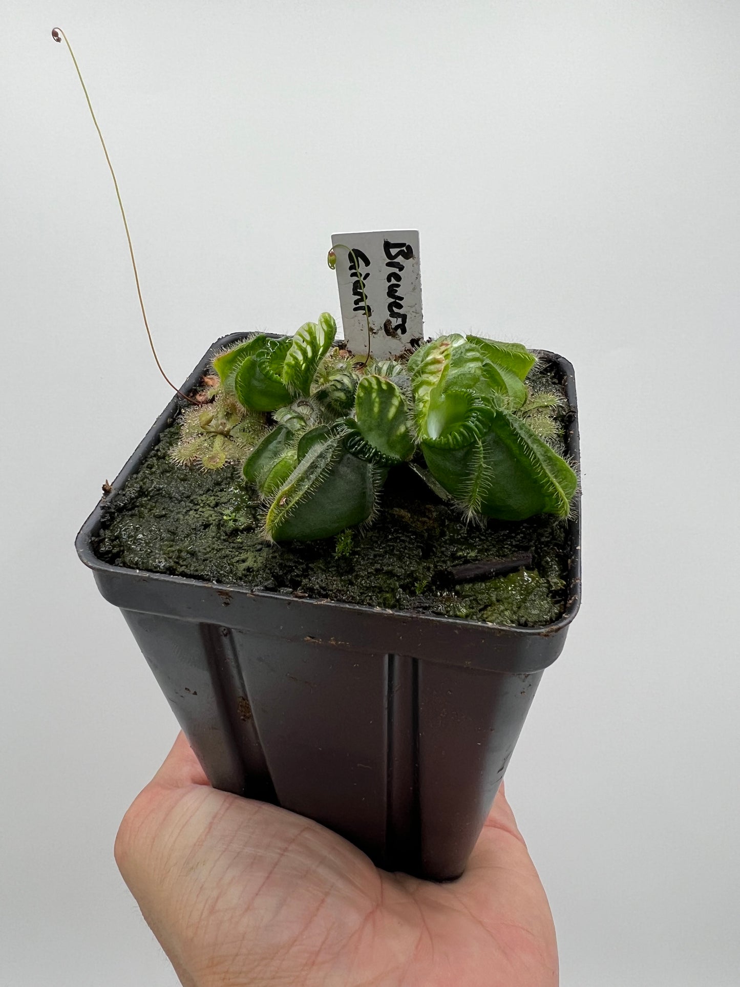 Cephalotus follicularis “Brewers Giant”