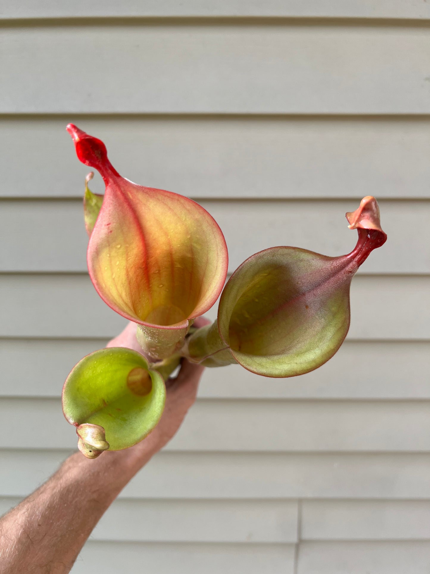Heliamphora “Godzilla” - Fresh Division (A)