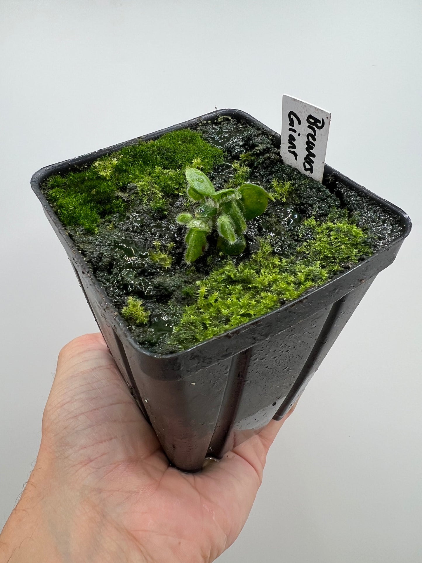 Cephalotus follicularis “Brewers Giant”