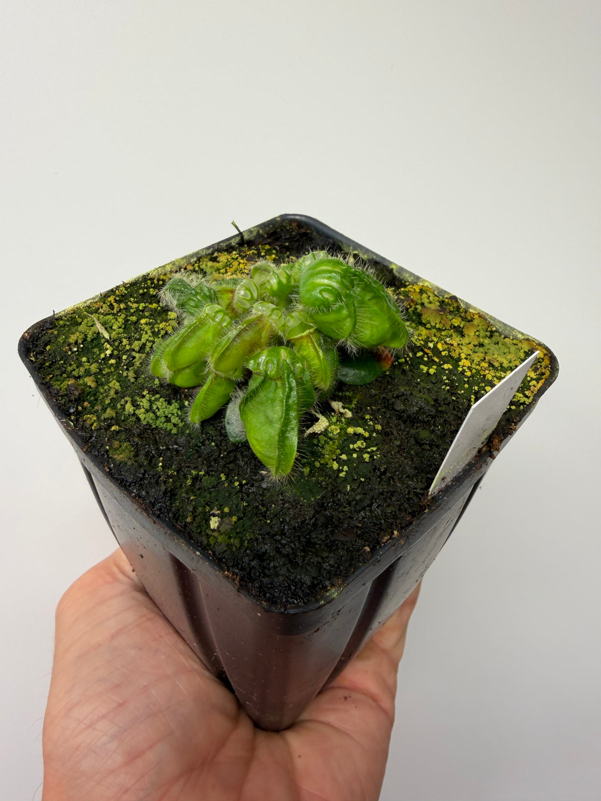 Cephalotus follicularis “Norma” #7