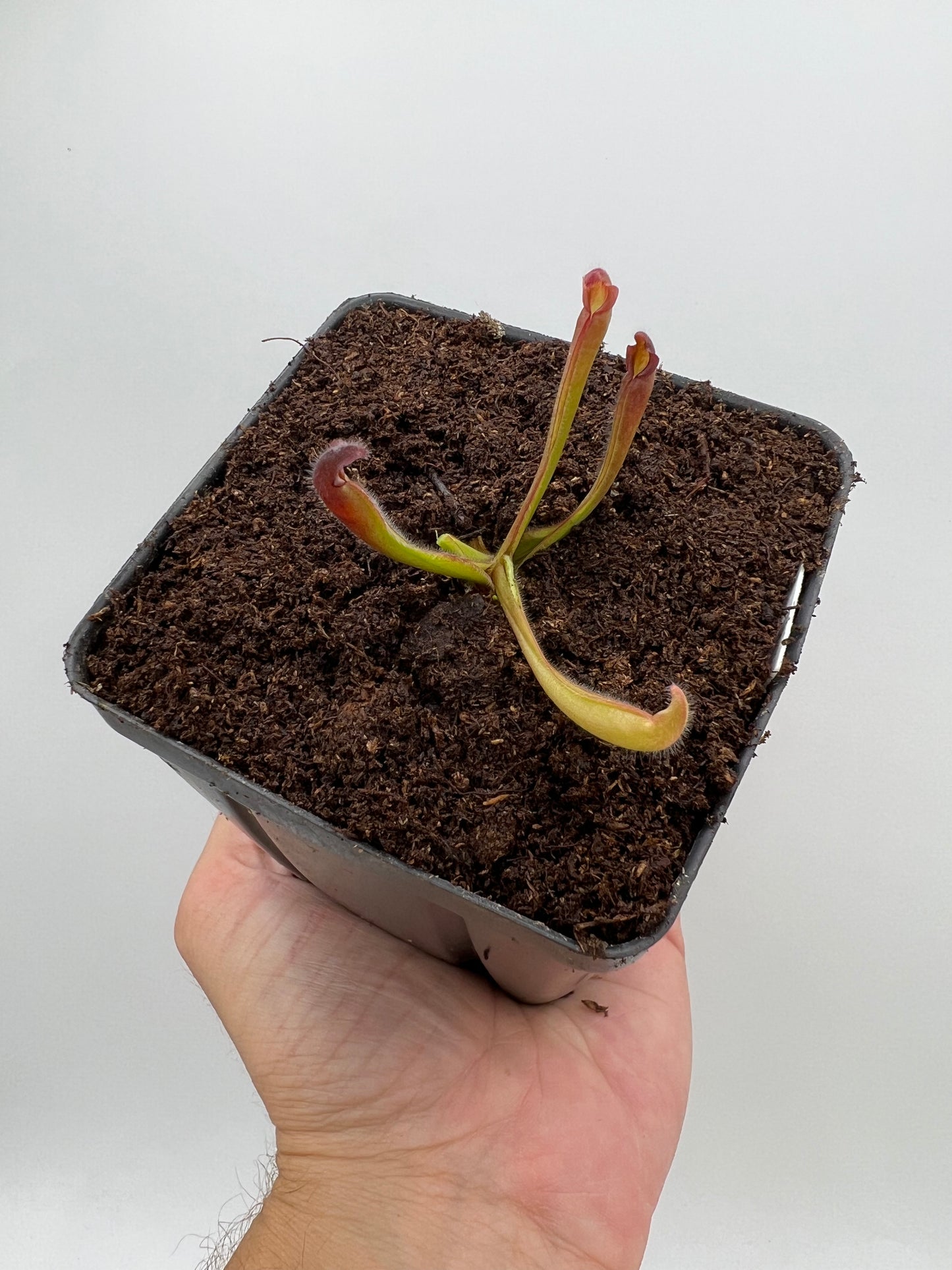 Heliamphora ‘Nutans Giant’ x Self - *From Seed Grown Variegated Mother Plant*