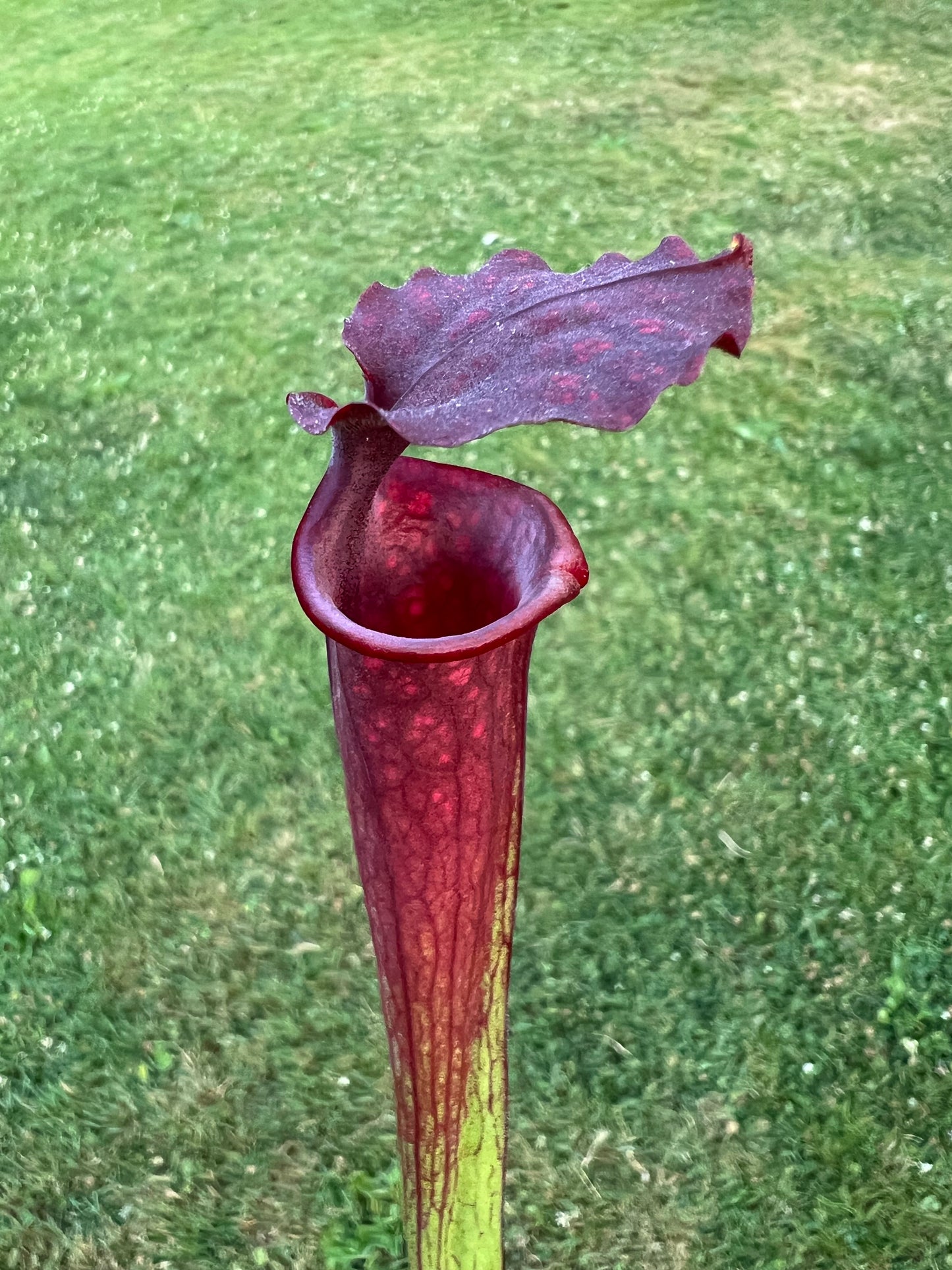 Sarracenia “Purple Sparks” - (Phil Faulisi)