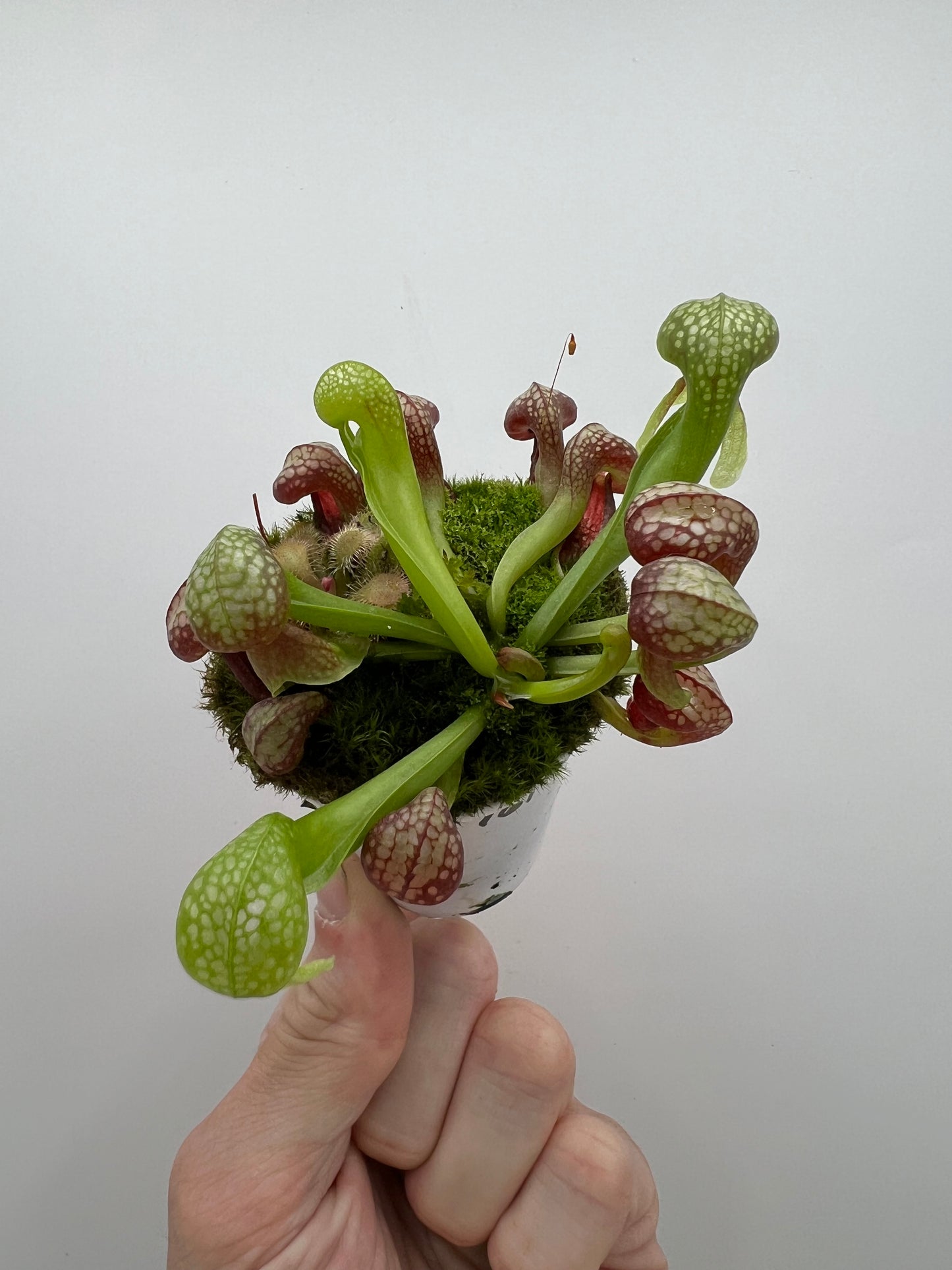 Darlingtonia californica (Cobra Pitcher Plant) - Seed Grown #161