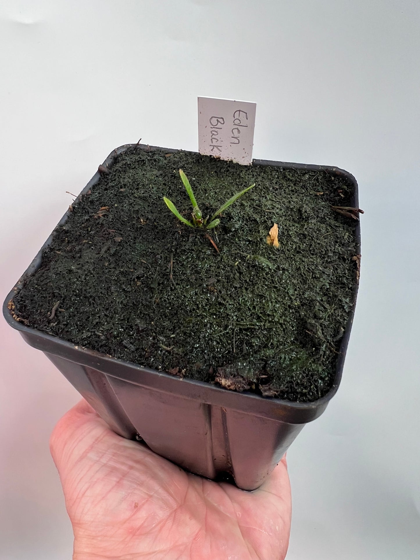 Cephalotus follicularis ‘Eden Black’ - *Rare* (small)