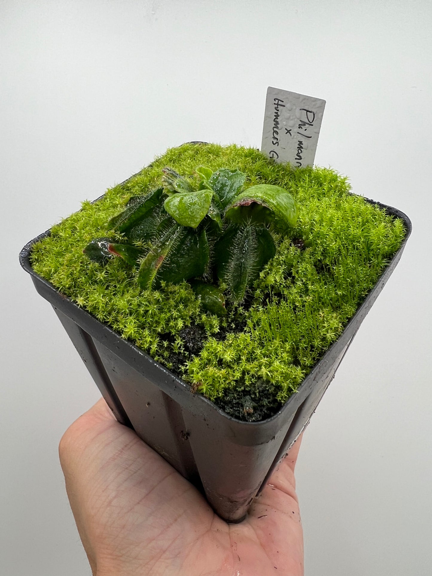 Cephalotus follicularis “Phil Mann” x “Hummers Giant”