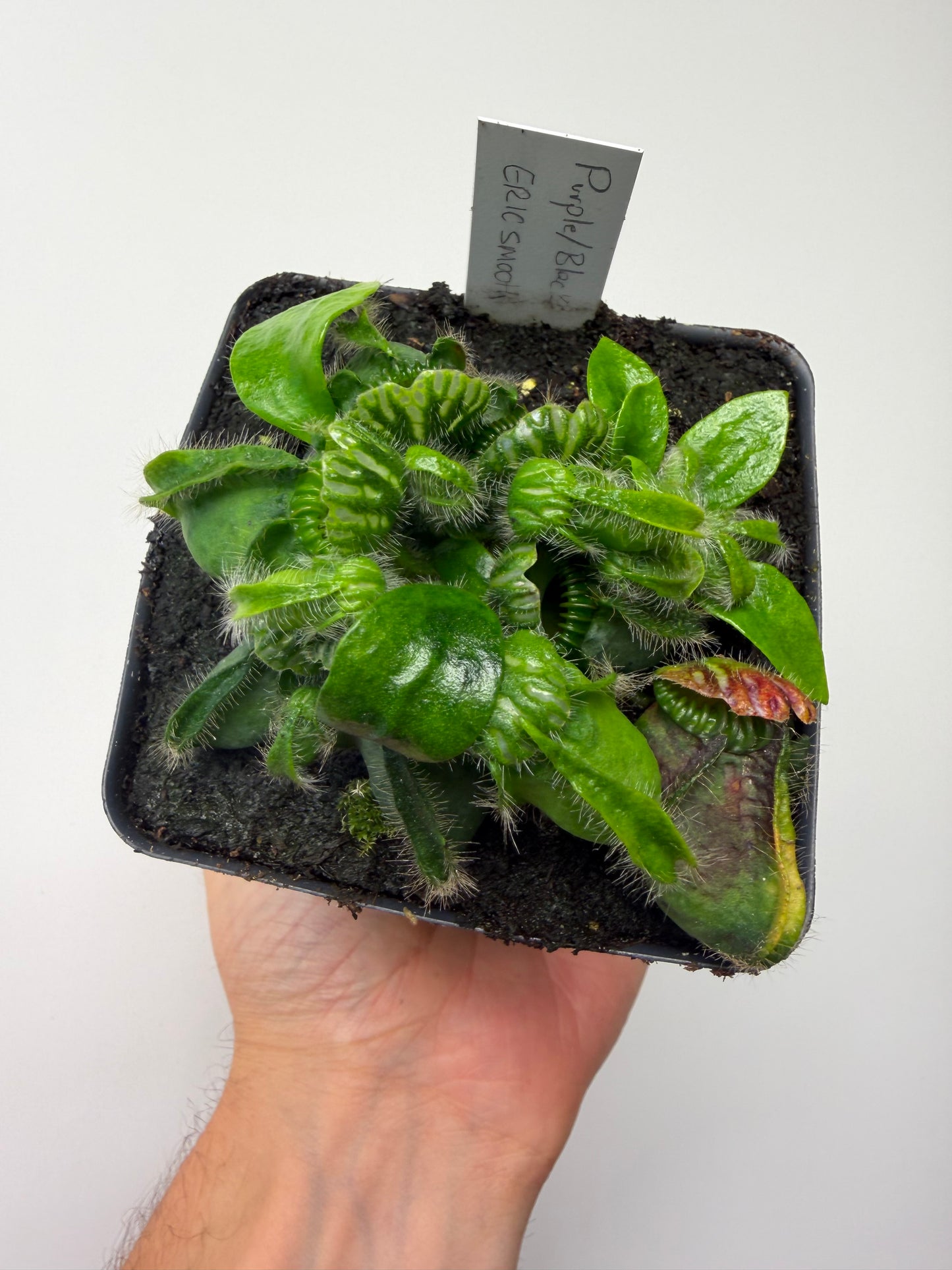 Cephalotus follicularis “Purple/Black” - Eric Smooth