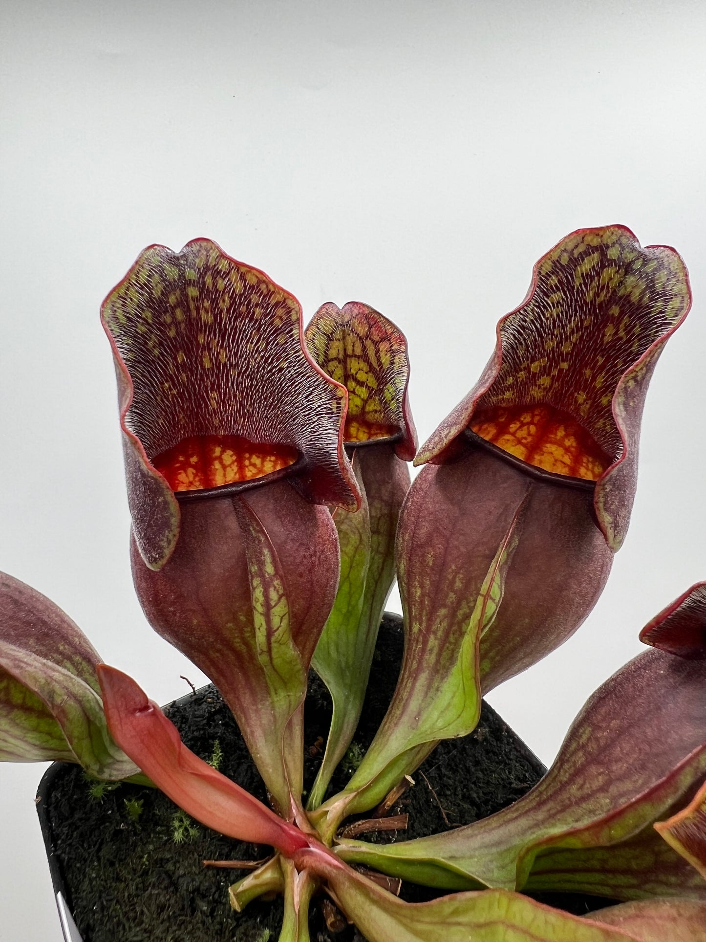 Sarracenia purpurea ssp. purpurea (Centre Co, PA) - Seed Grown #107