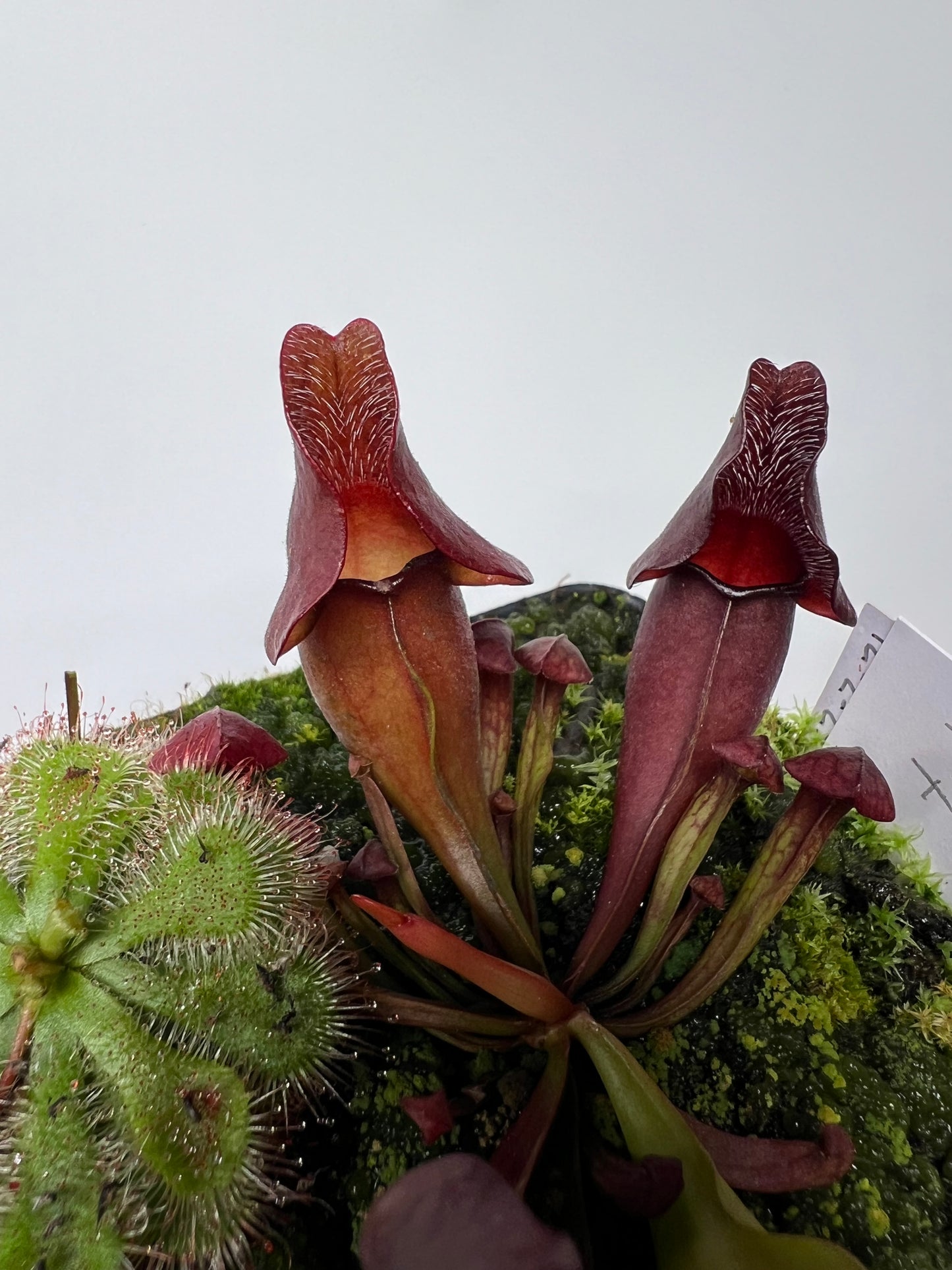 Sarracenia purpurea ssp. venosa (Brunswick Co, NC x Carteret Co, NC) - Seed Grown #7