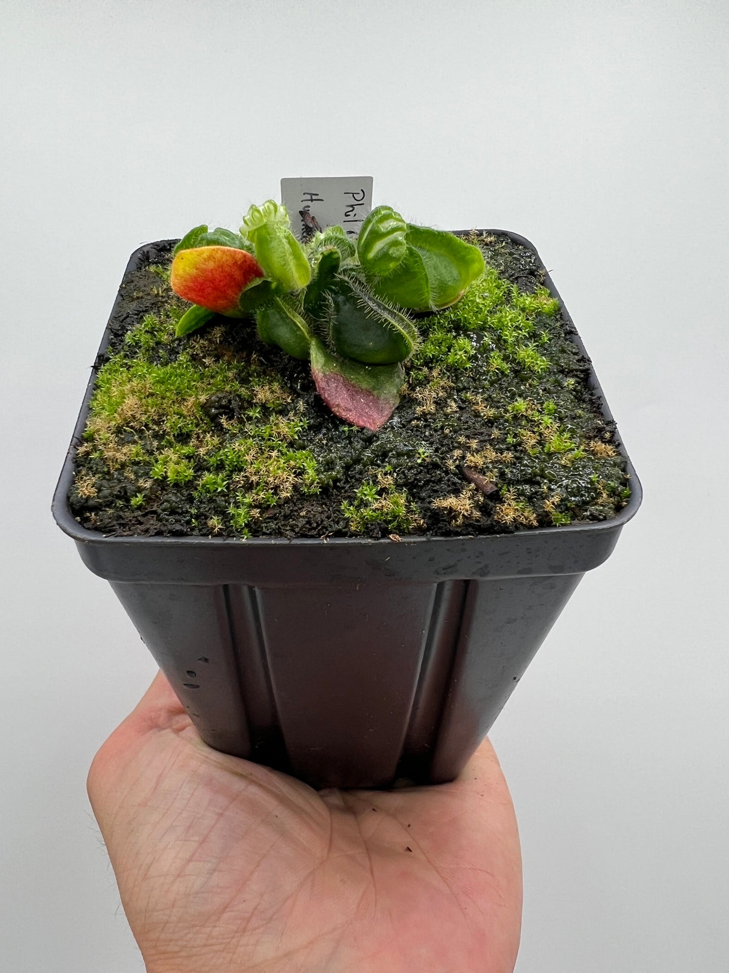 Cephalotus follicularis “Phil Mann” x “Hummers Giant”