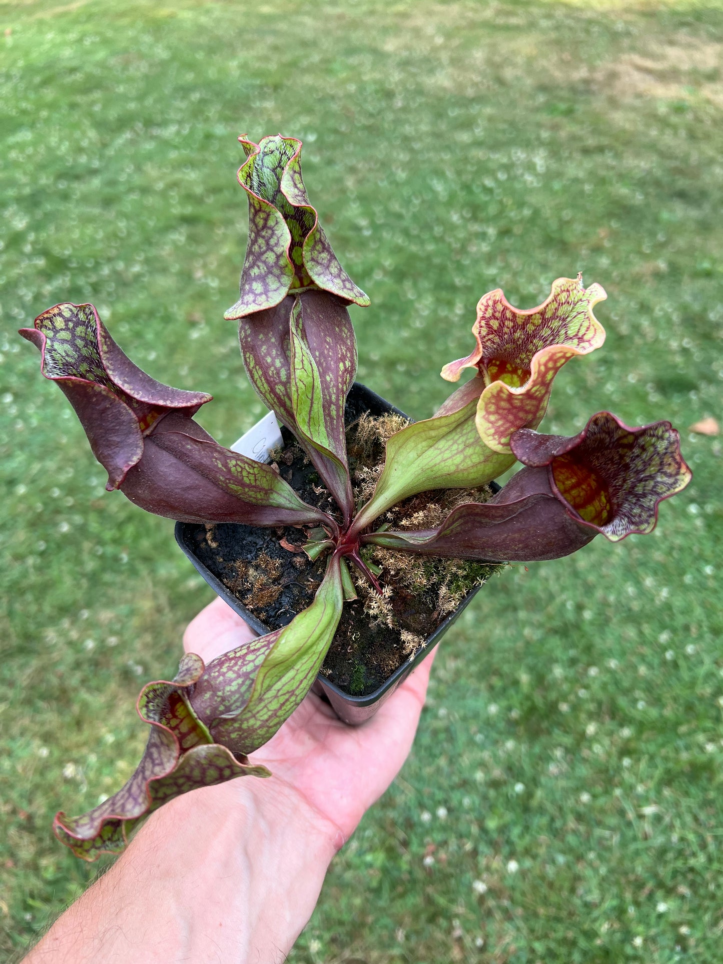 Sarracenia purpurea ssp. purpurea (Clinton Co, MI) - Seed Grown #1