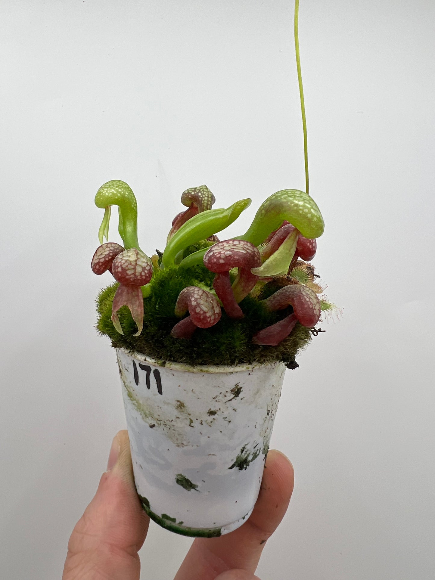 Darlingtonia californica (Cobra Pitcher Plant) - Seed Grown #171