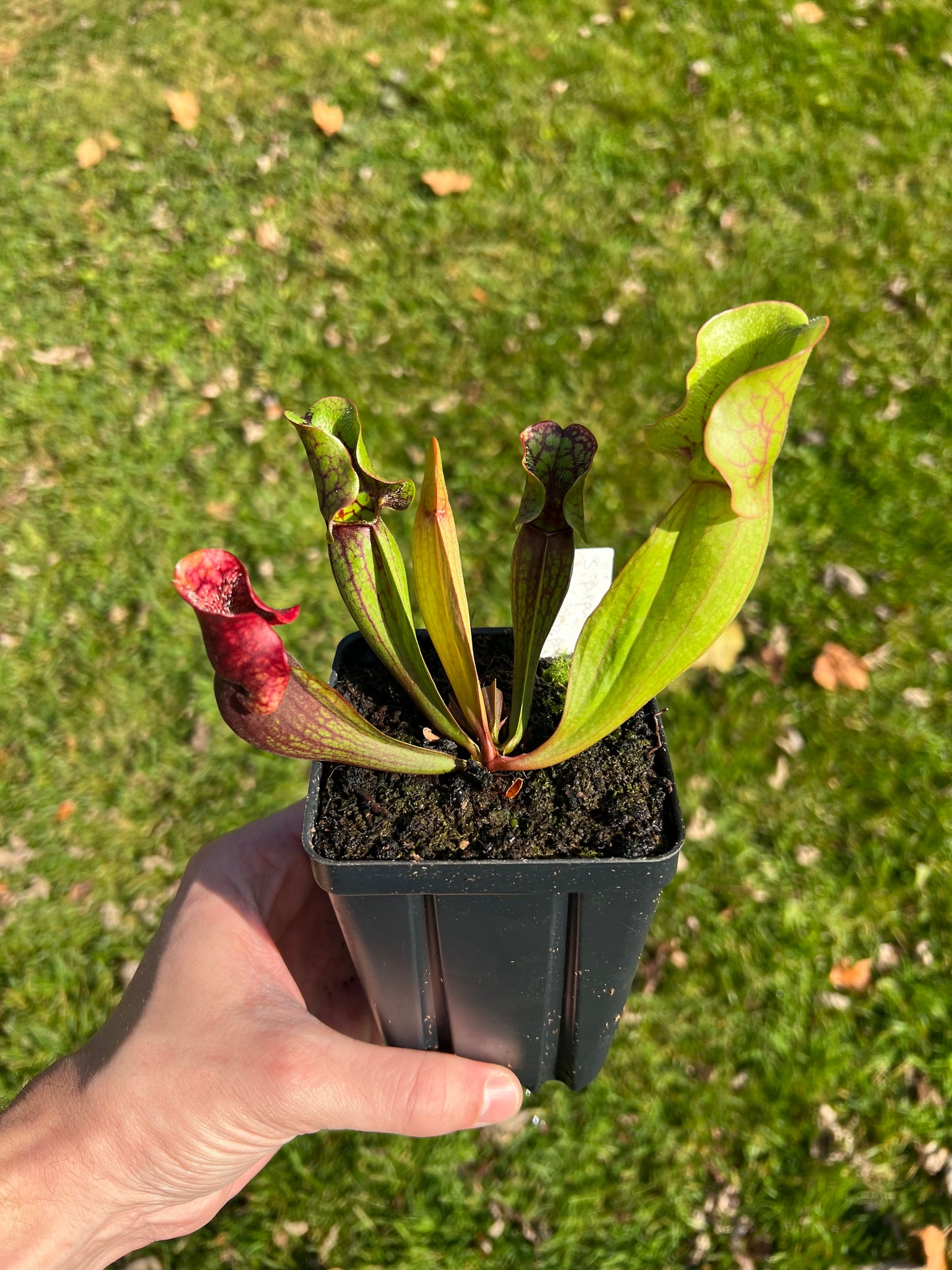 Sarracenia purpurea ssp. purpurea (Centre Co, PA) x (Bruce Co, ON CA) - Seed Grown (LC)