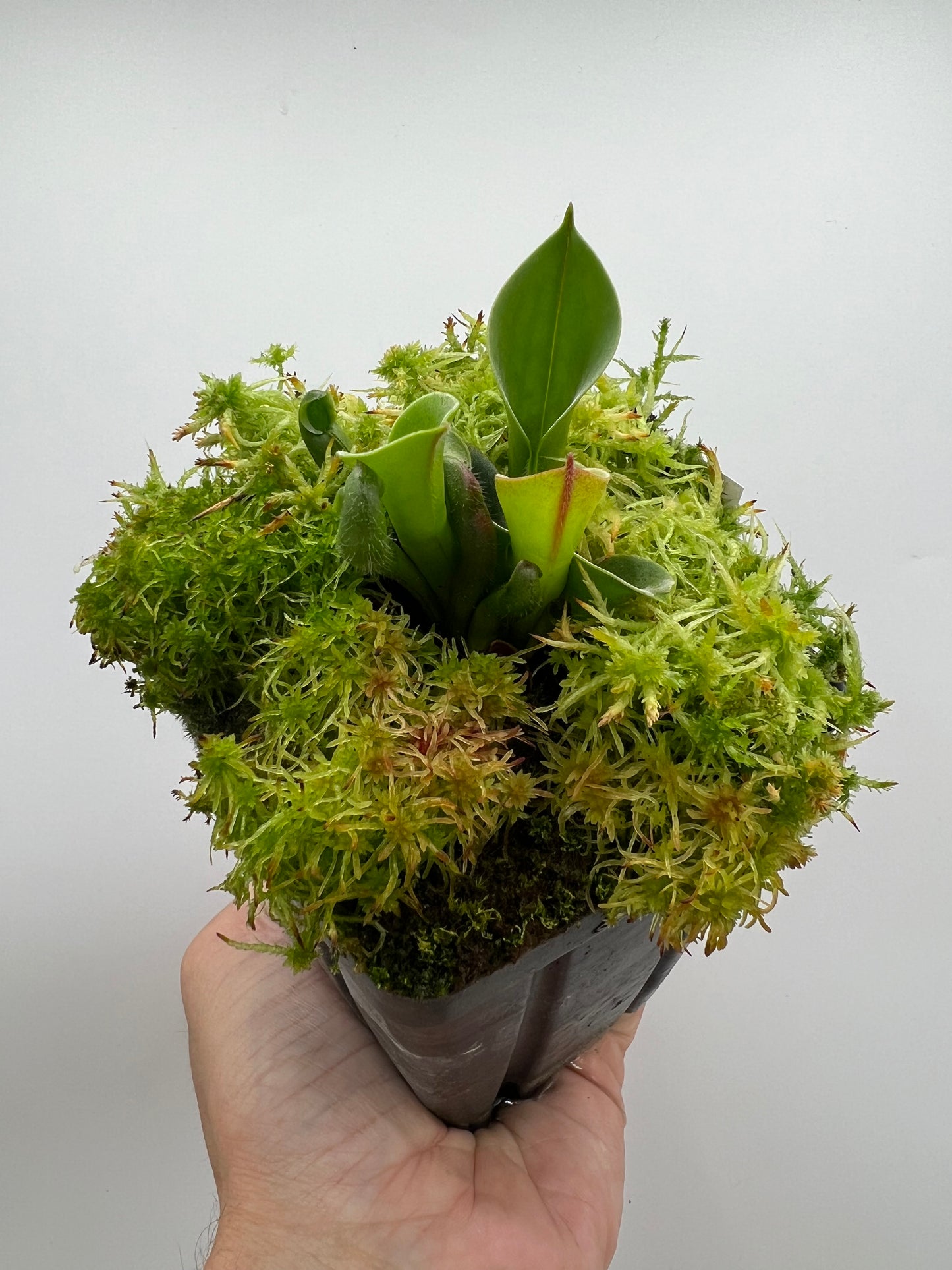 Heliamphora ciliata