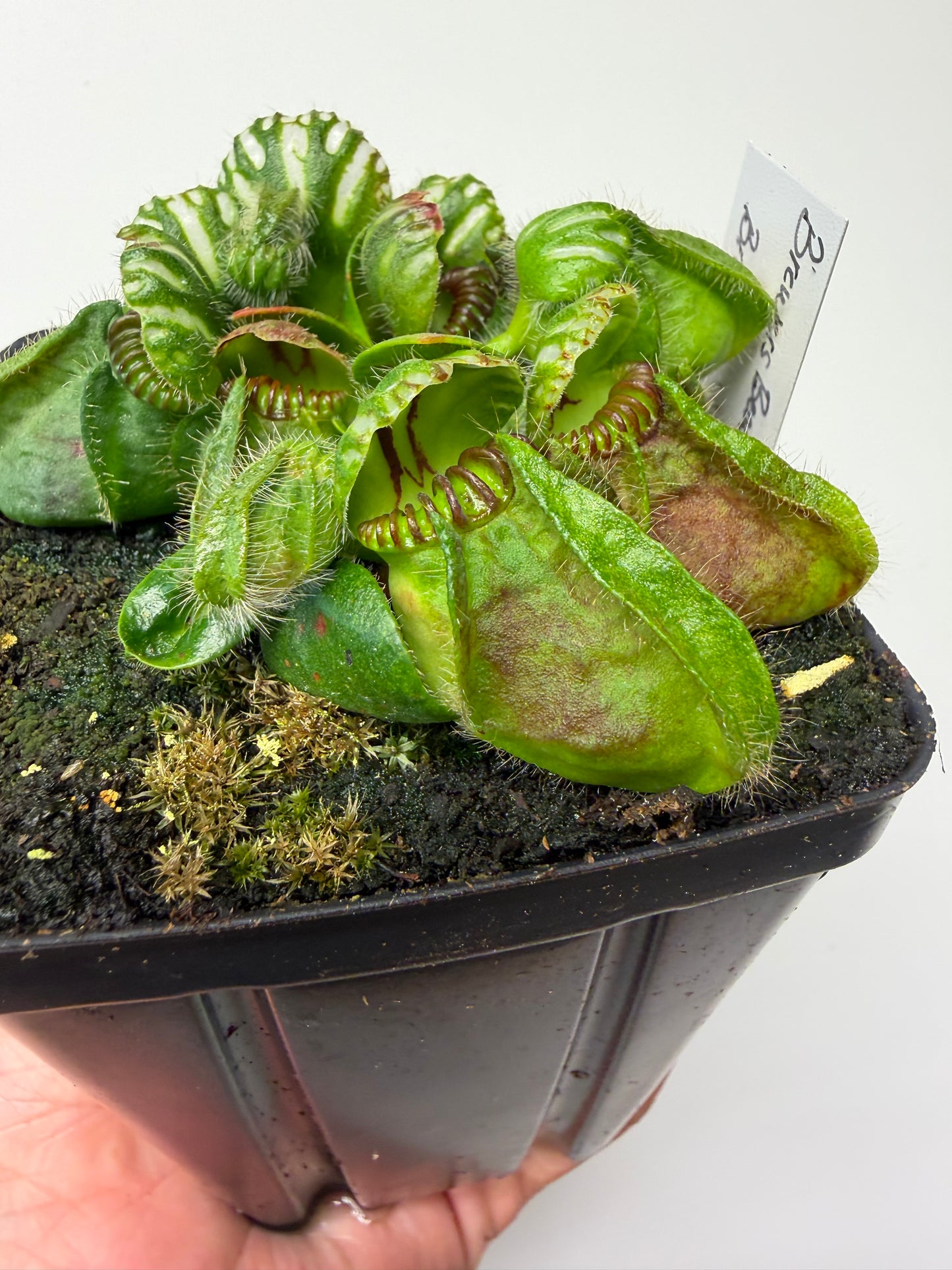 Cephalotus follicularis “Brewers Beauty” x “Brewers”