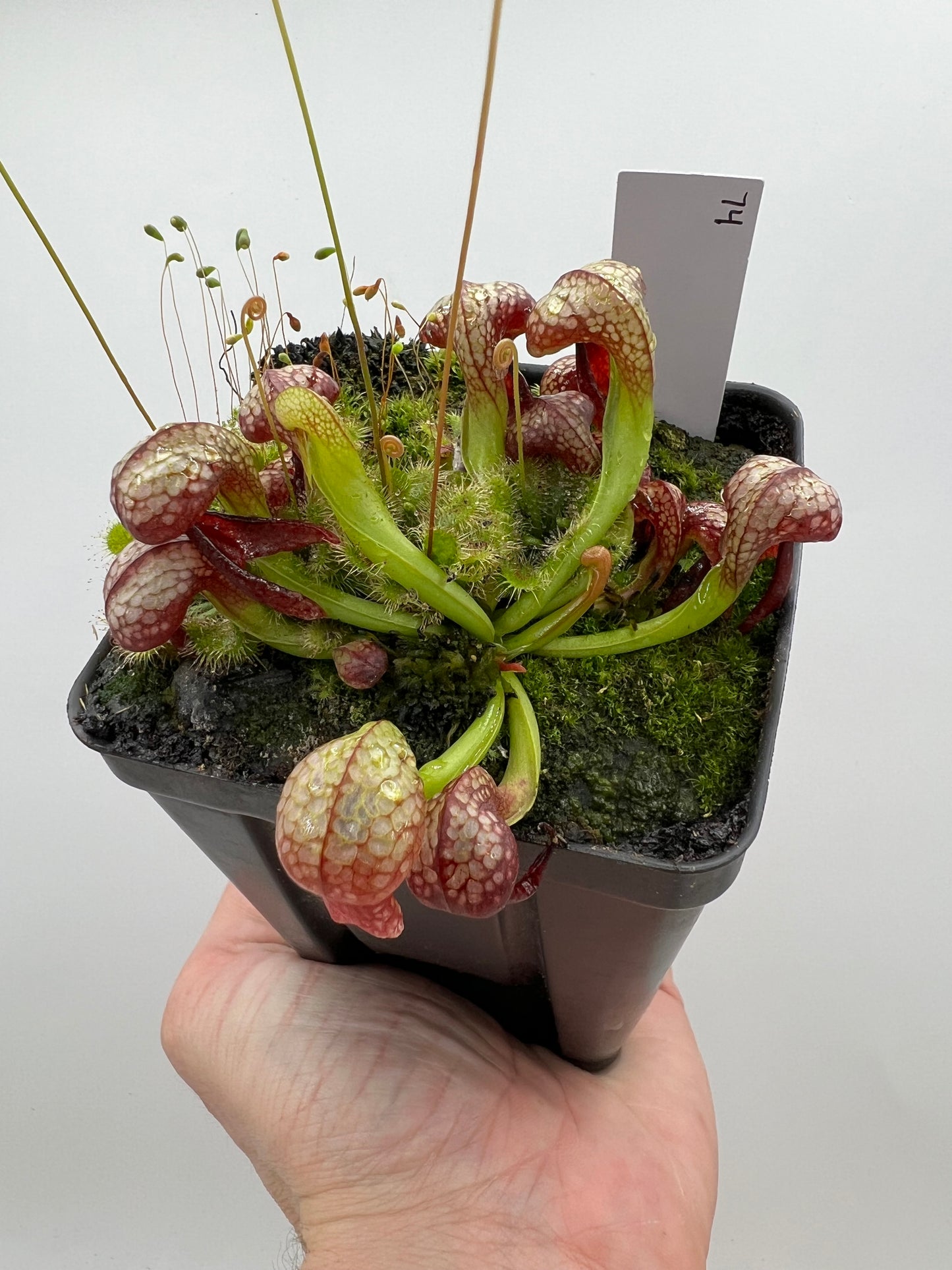 Darlingtonia californica (Cobra Pitcher Plant) - Seed Grown #74