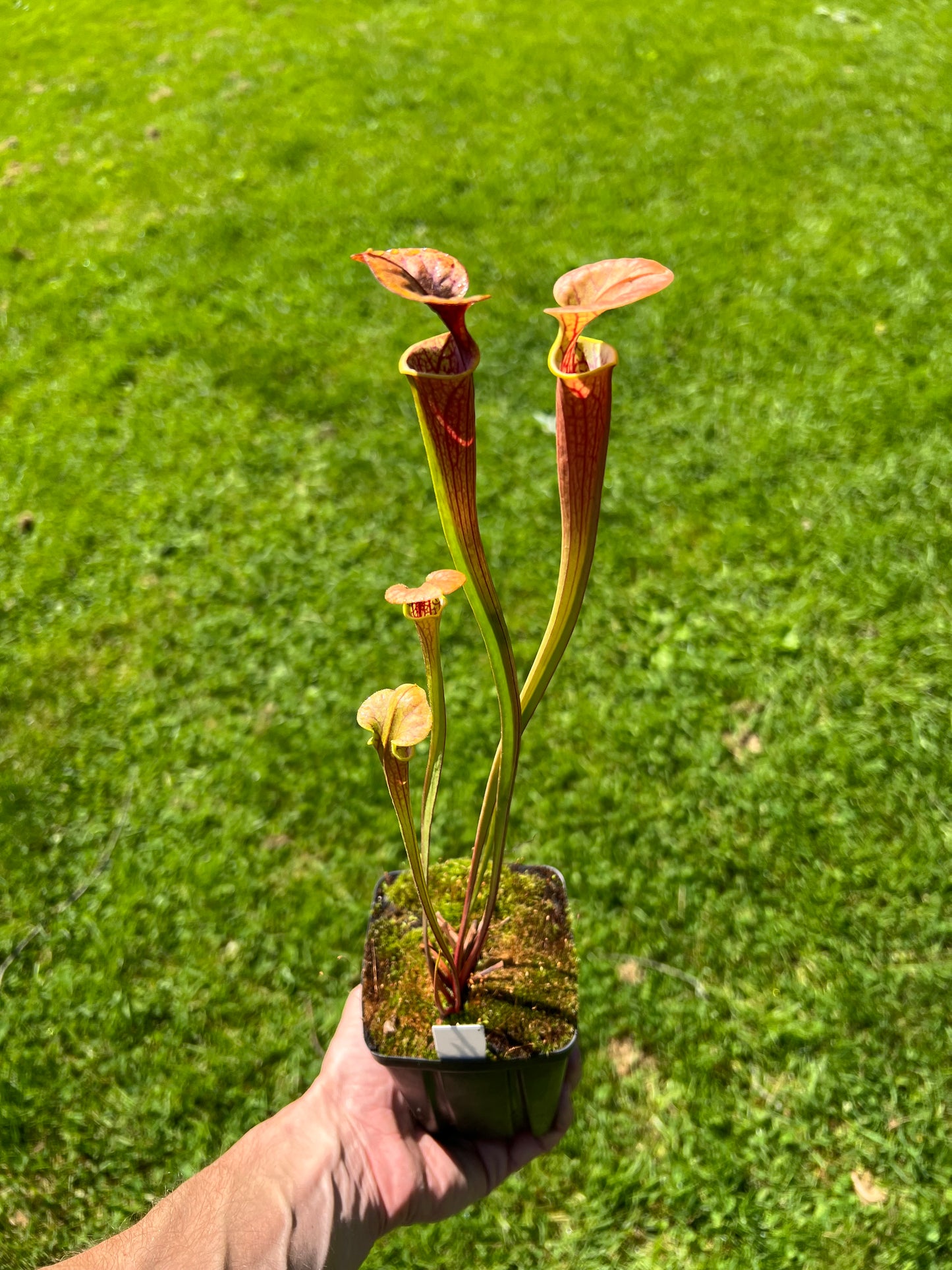 Sarracenia flava - Assorted, Seed Grown