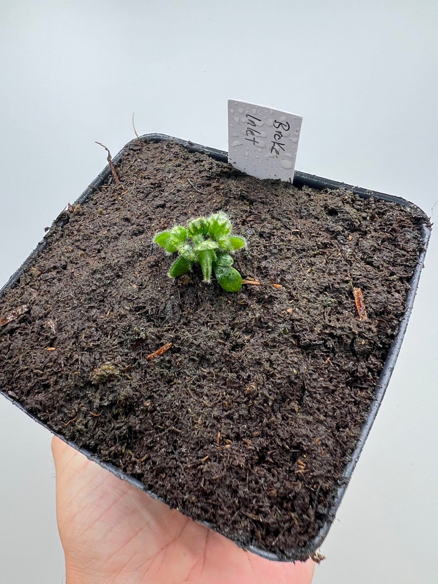 Cephalotus follicularis “Broke Inlet”