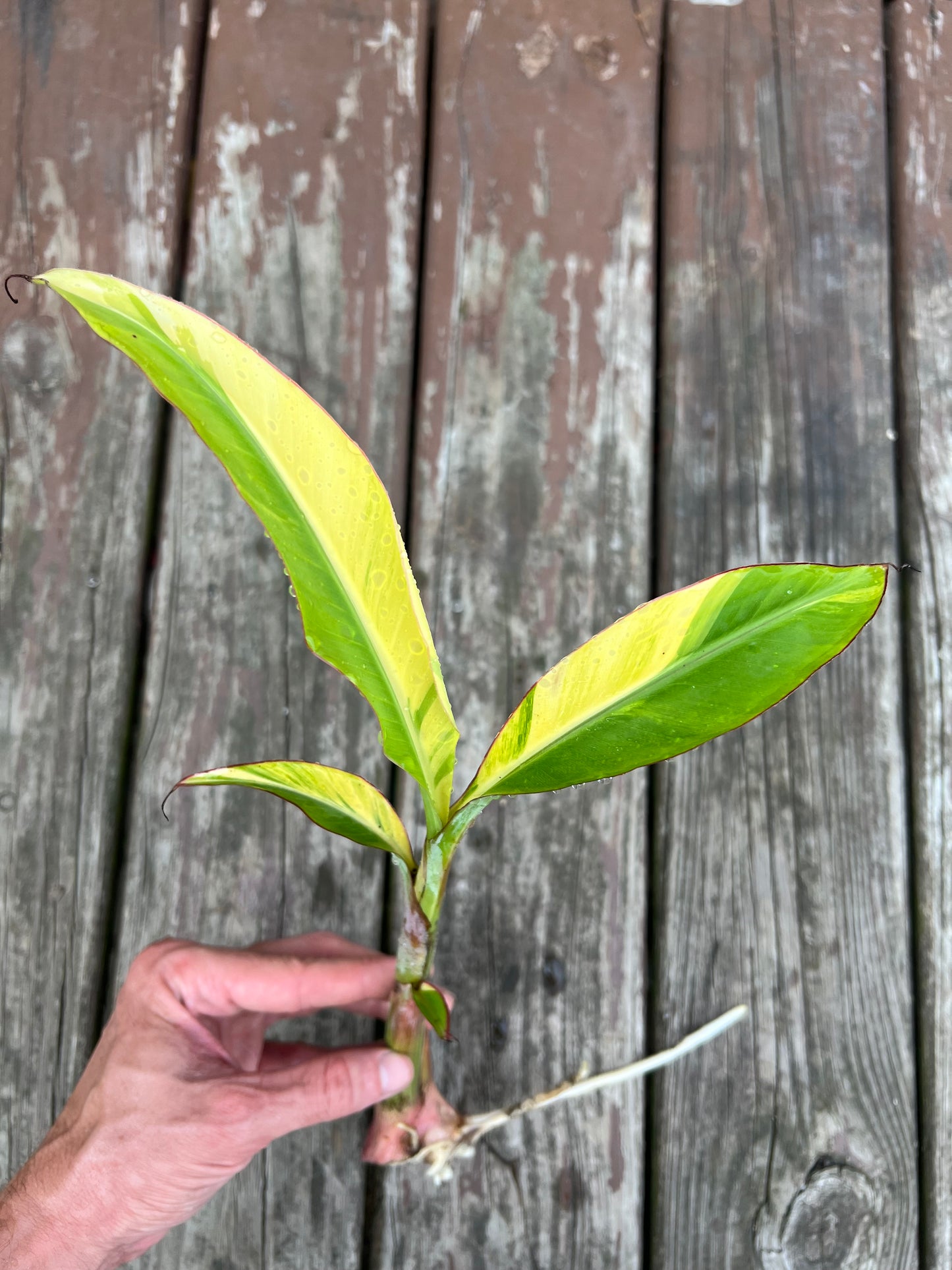 Musa acuminata ‘Papua’ - Variegated Banana *Rare*