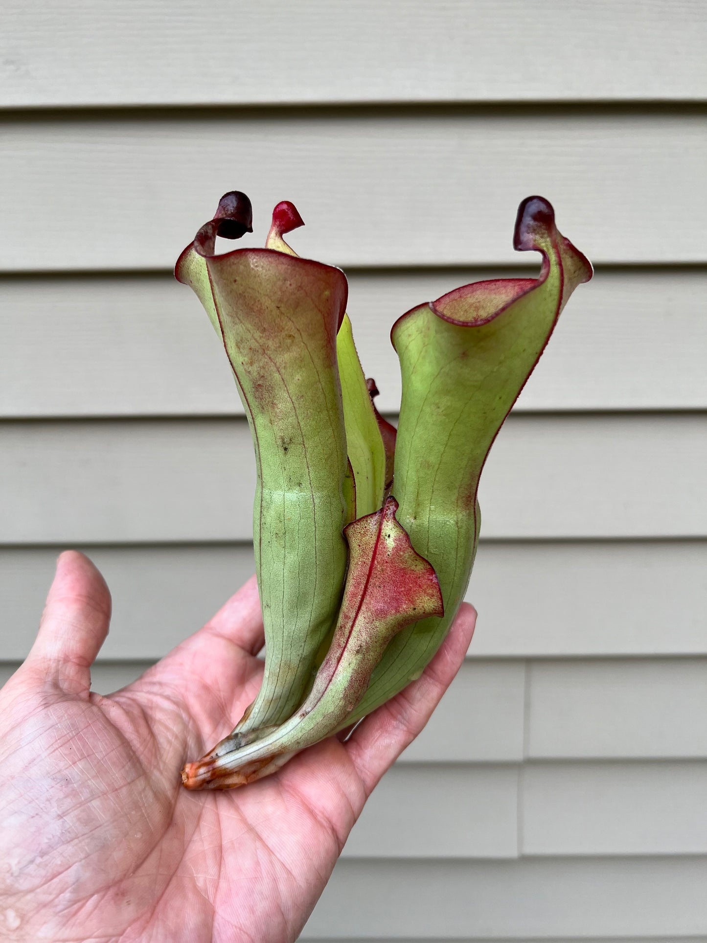 Heliamphora tatei x folliculata (California Carnivores clone) - Fresh Division (D)
