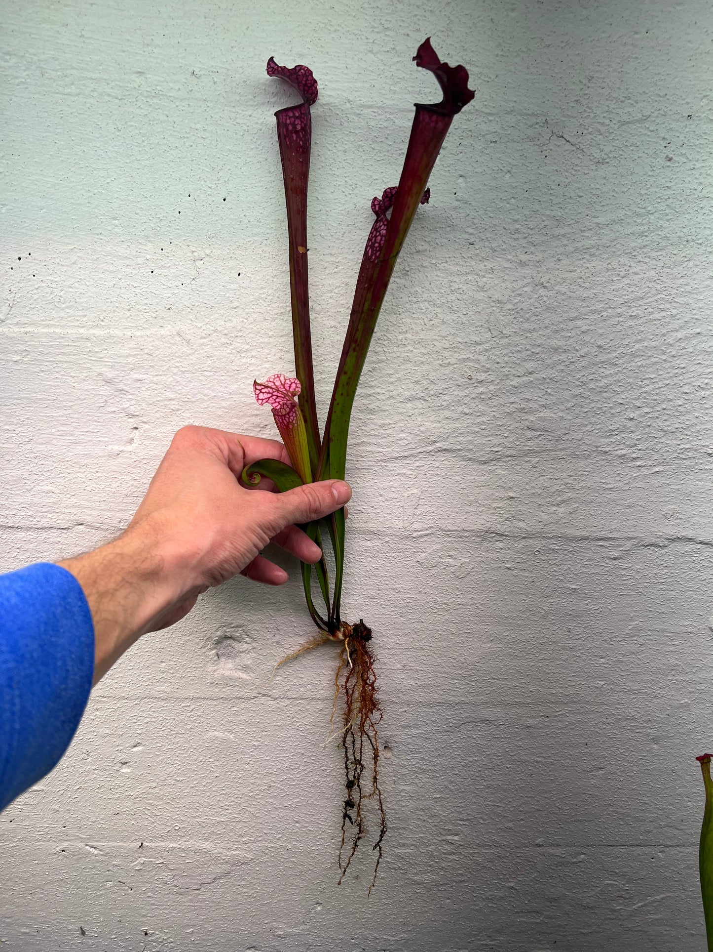 Sarracenia leucophylla “Red” (Mark Eley) - *Rare*