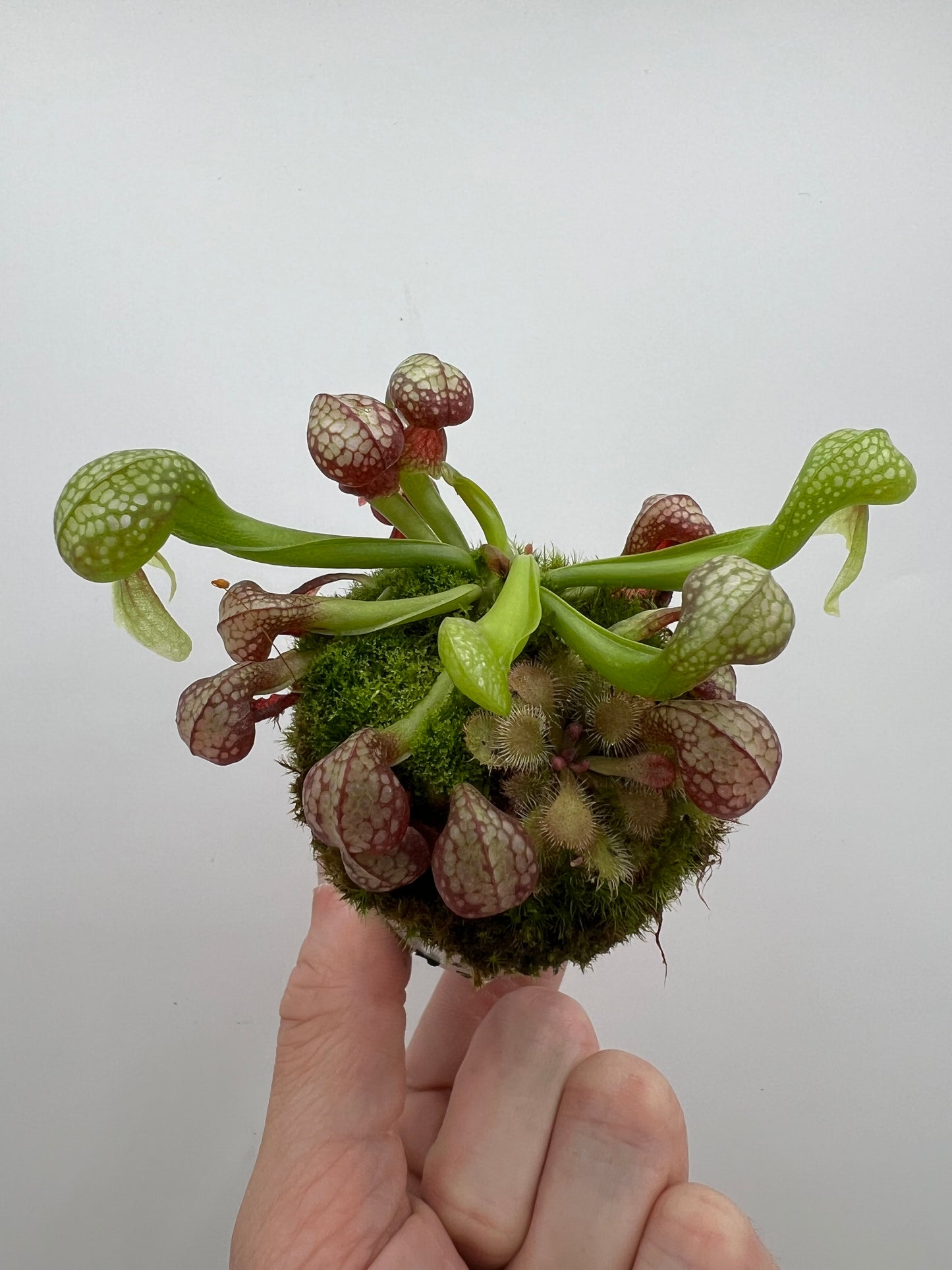 Darlingtonia californica (Cobra Pitcher Plant) - Seed Grown #161