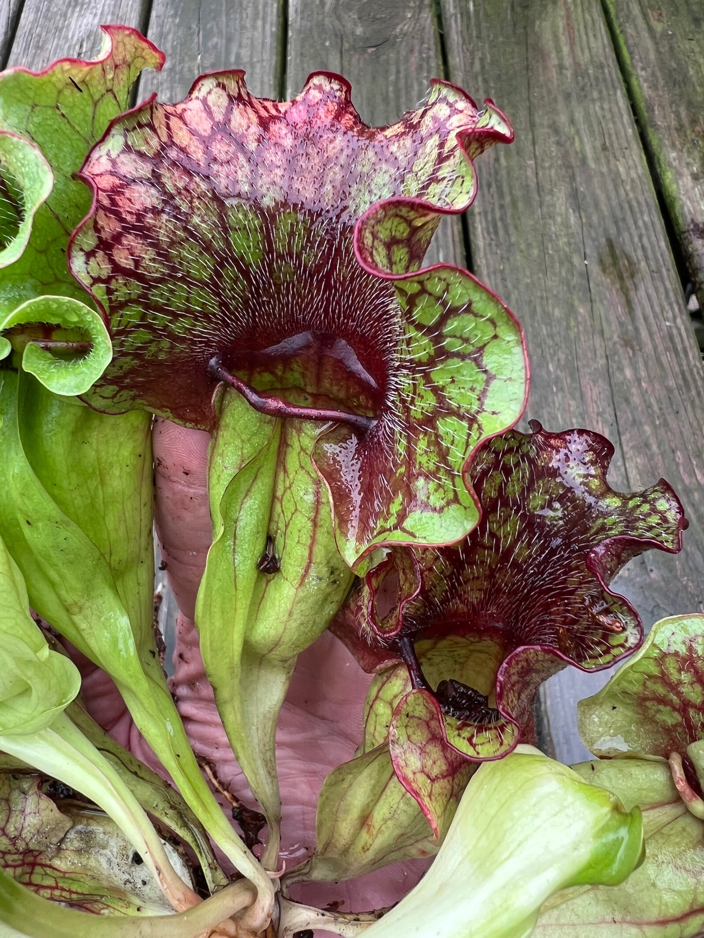Sarracenia purpurea “Rufflestiltskin”