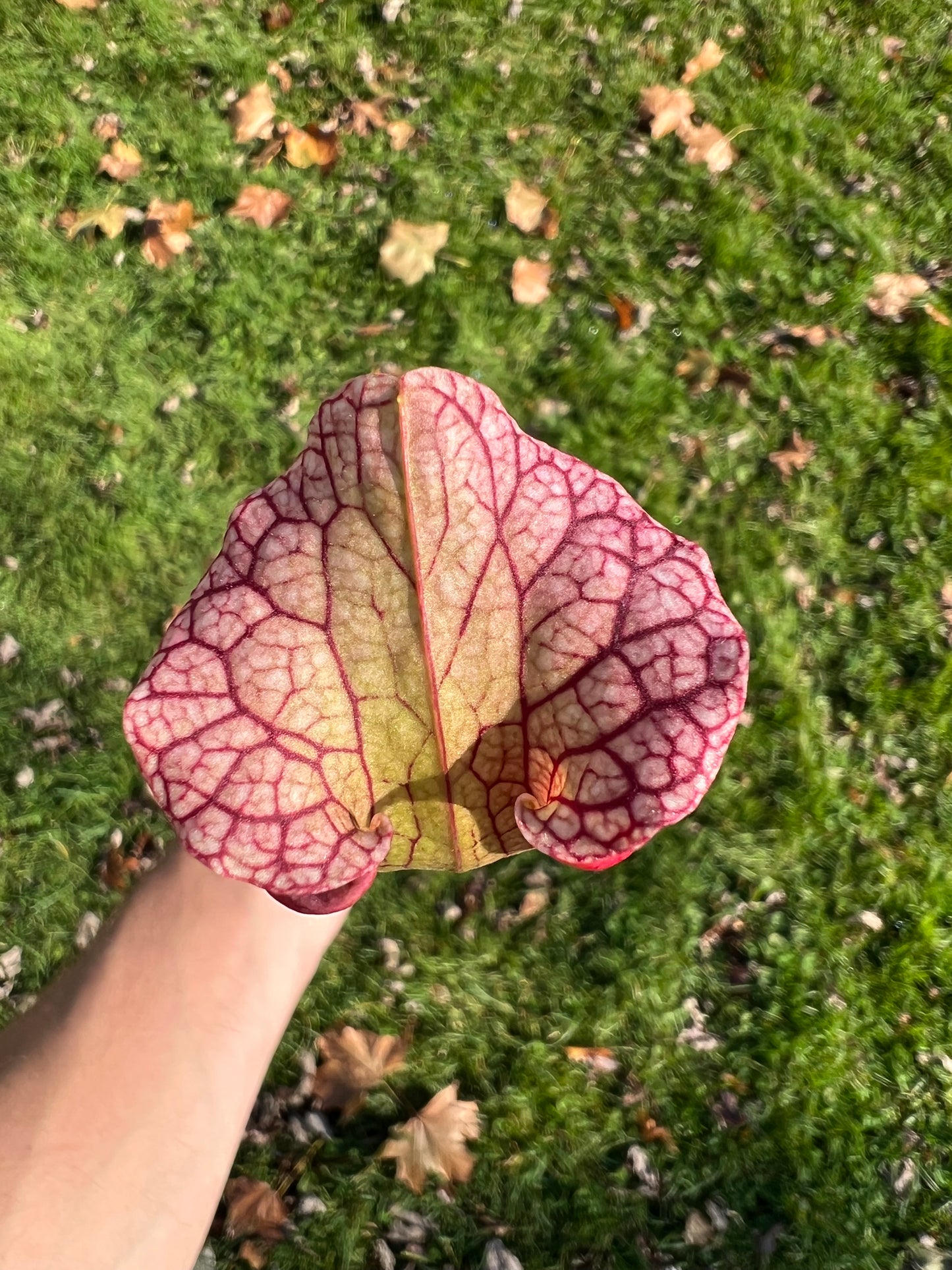 Sarracenia ‘Hot Lips’ x ‘Adrian Slack’ - Seed Grown (LC)