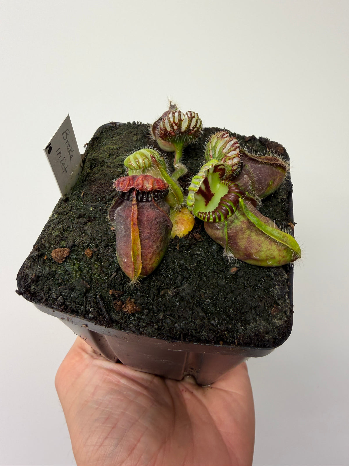 Cephalotus follicularis “Broke Inlet” #10