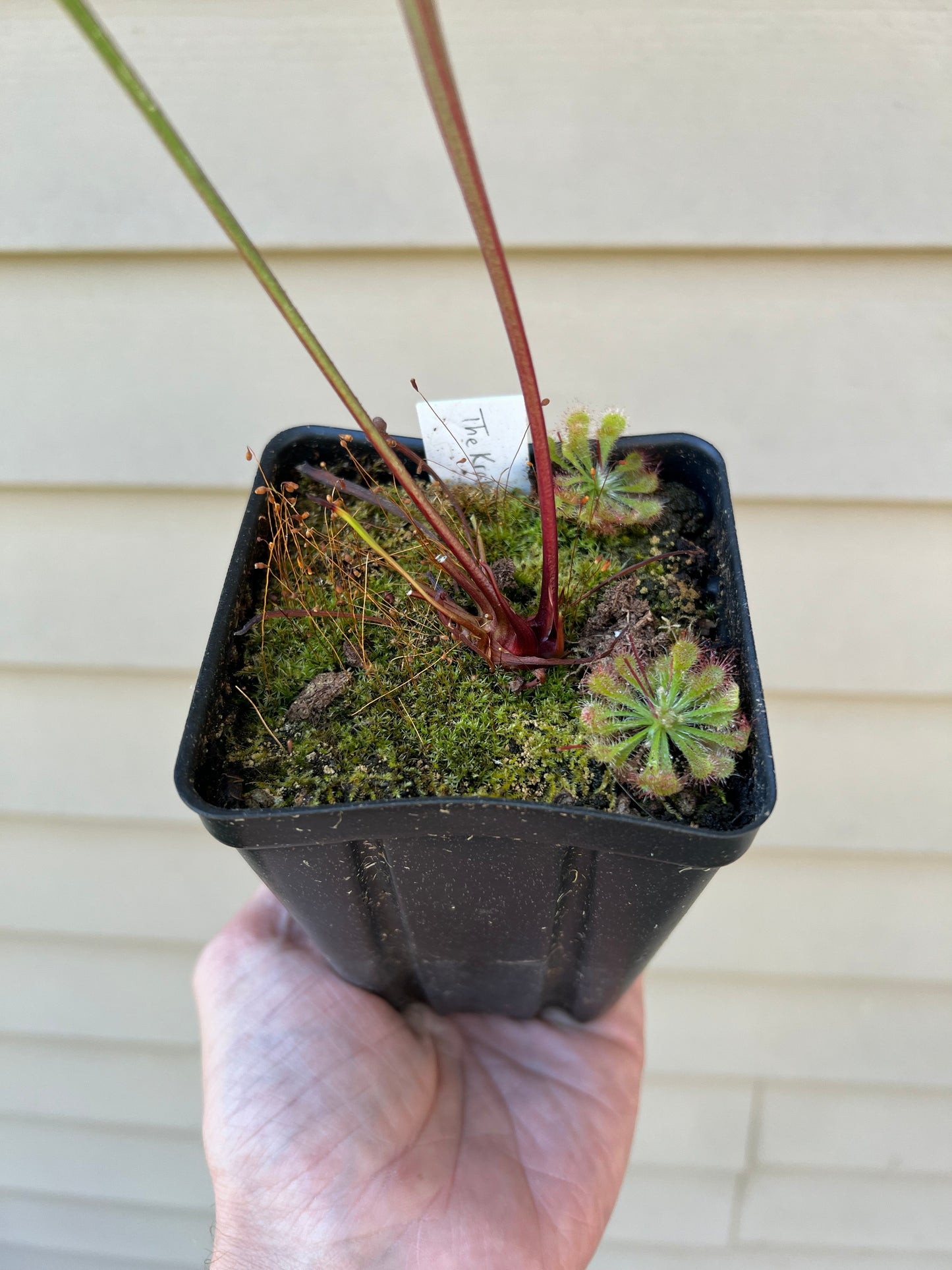 Sarracenia ‘The Kraken’ x ‘Leviathan’ - Seed Grown #1
