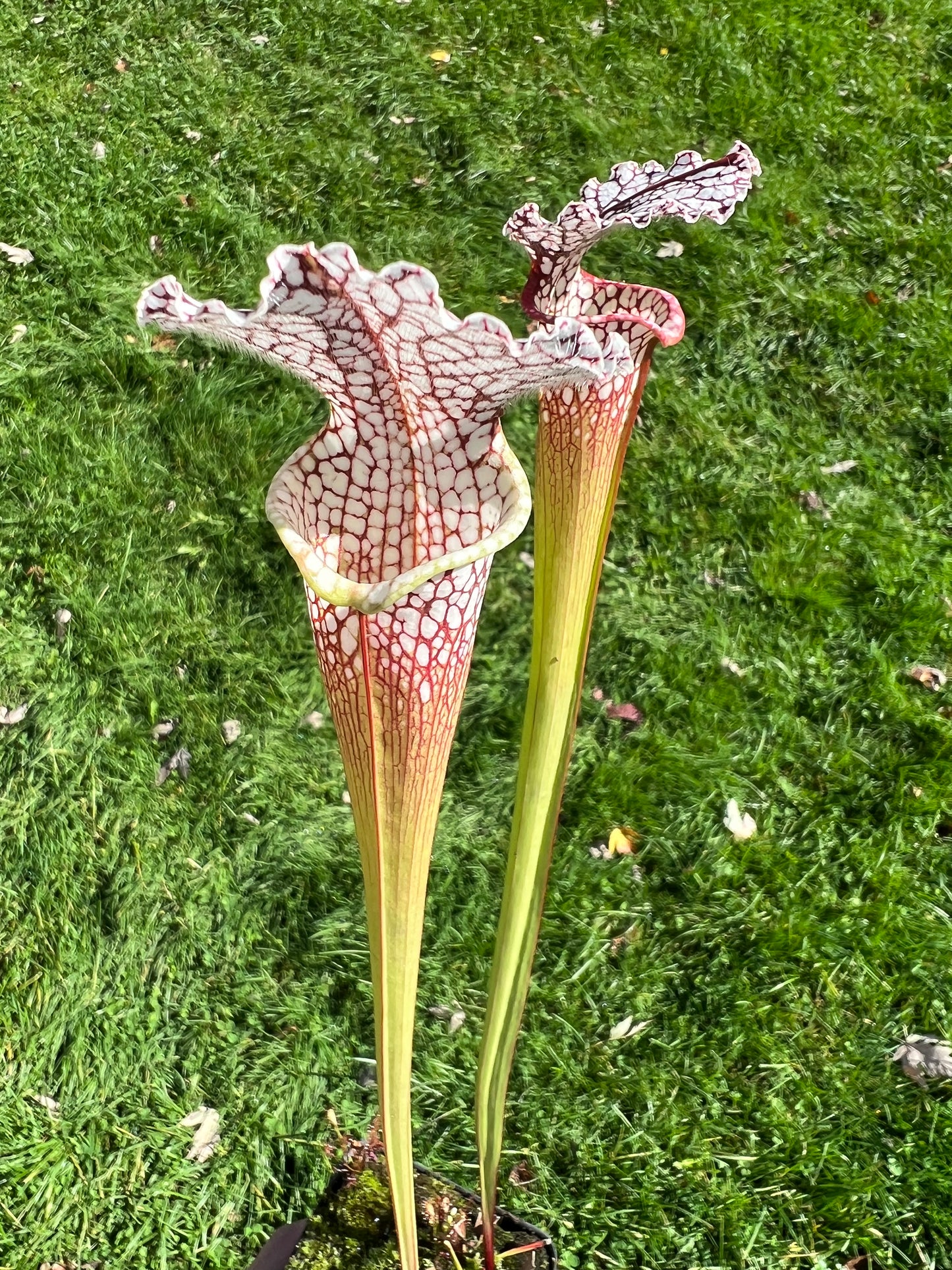 Sarracenia leucophylla (Leah Wilkerson’s Bog, Walton Co, FL) - Seed Grown