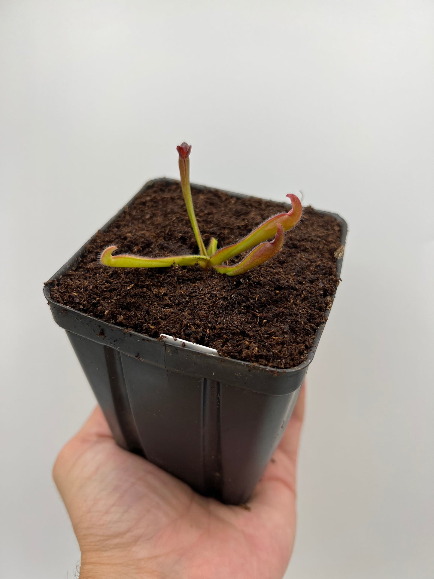 Heliamphora ‘Nutans Giant’ x Self - *From Seed Grown Variegated Mother Plant*