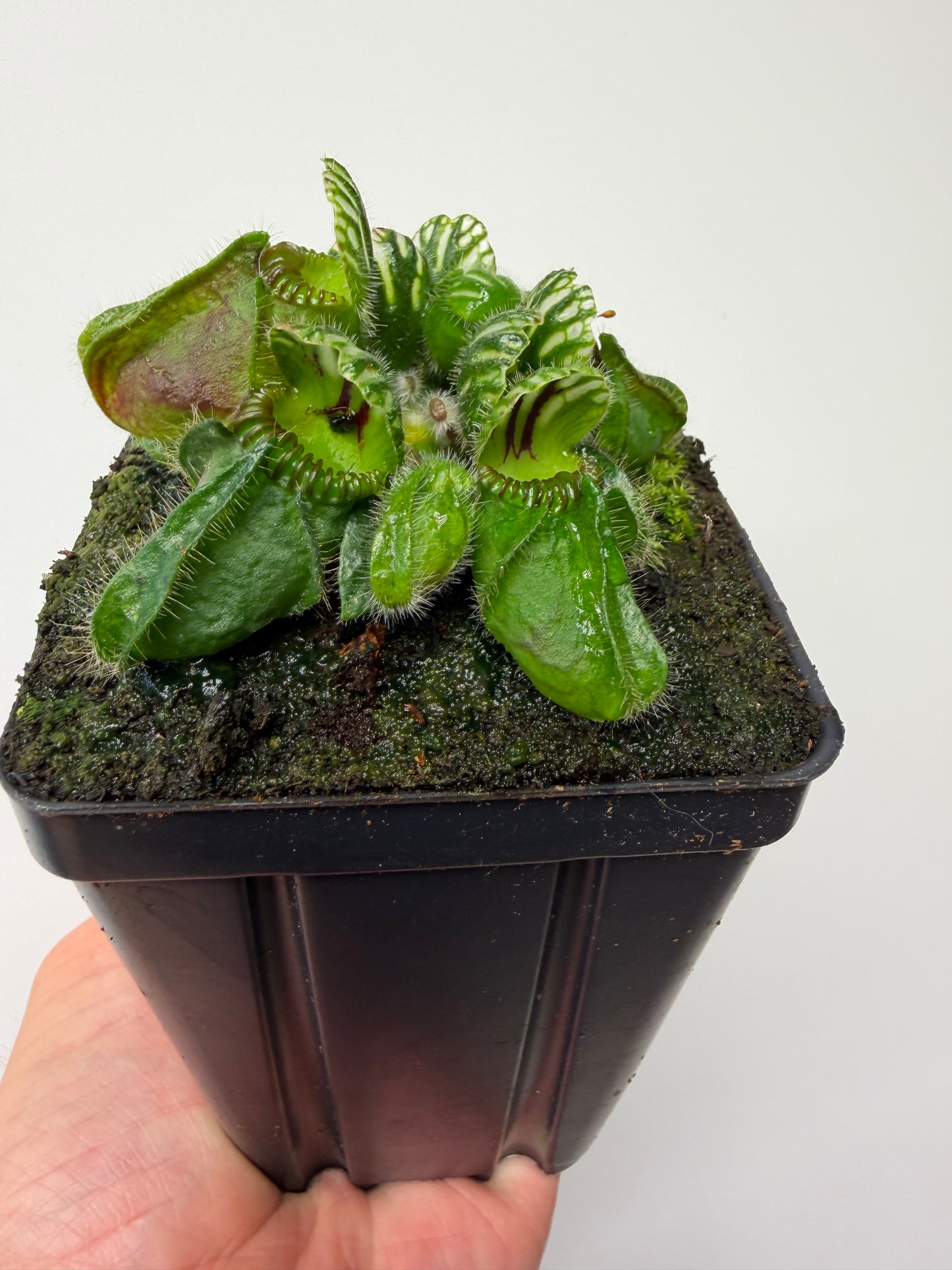 Cephalotus follicularis “Hampshire Red”