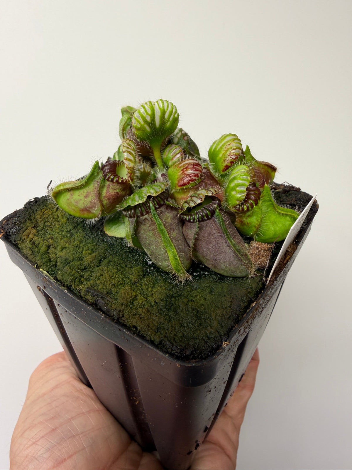 Cephalotus follicularis “Broke Inlet” #4