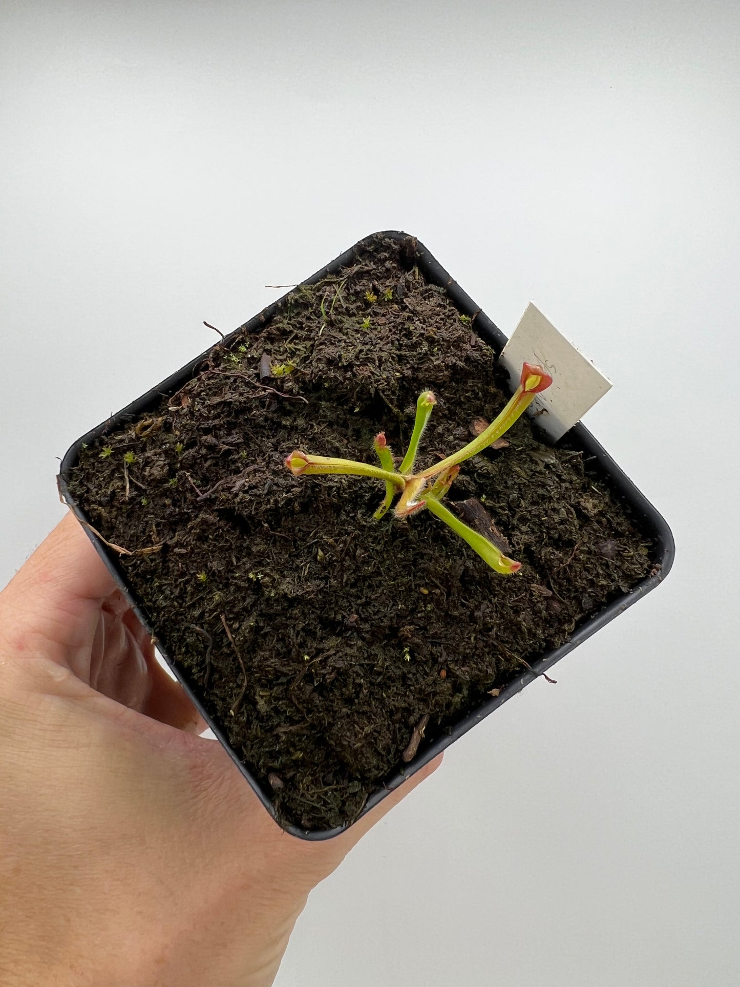 Heliamphora spec. Akopan x (heterodoxa x ionasi) - LC