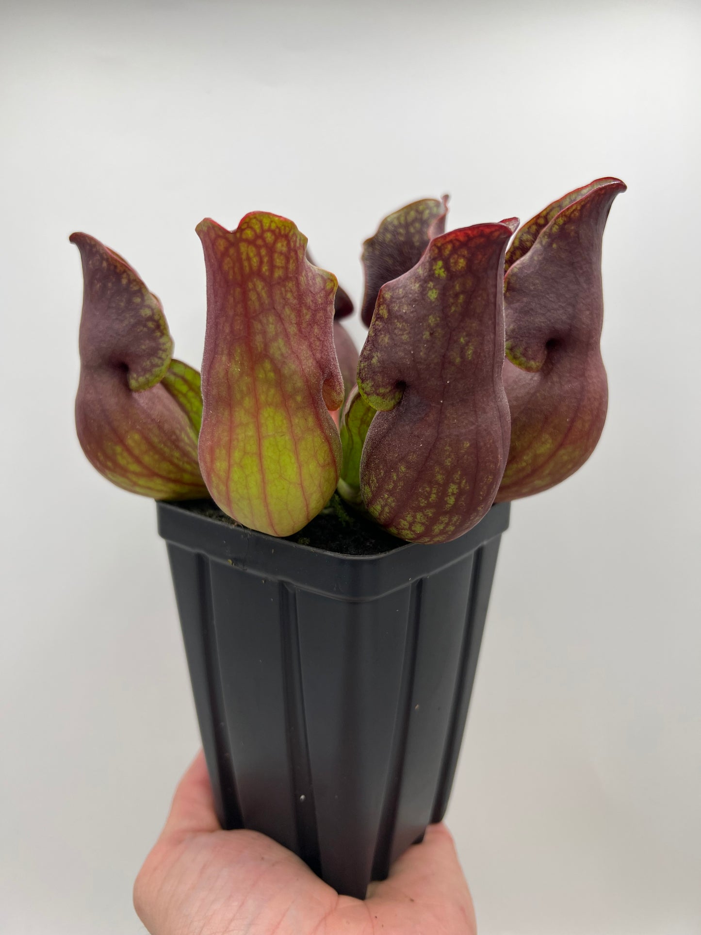 Sarracenia purpurea ssp. purpurea (Centre Co, PA) - Seed Grown #107