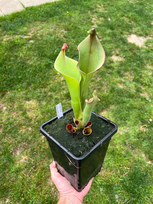 Heliamphora tatei (Duida) x (arenicola x ionasi) - Clone H