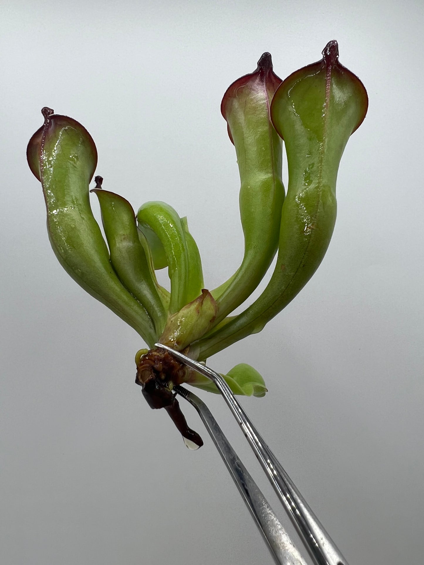 Heliamphora “Black Cherry” (AW)