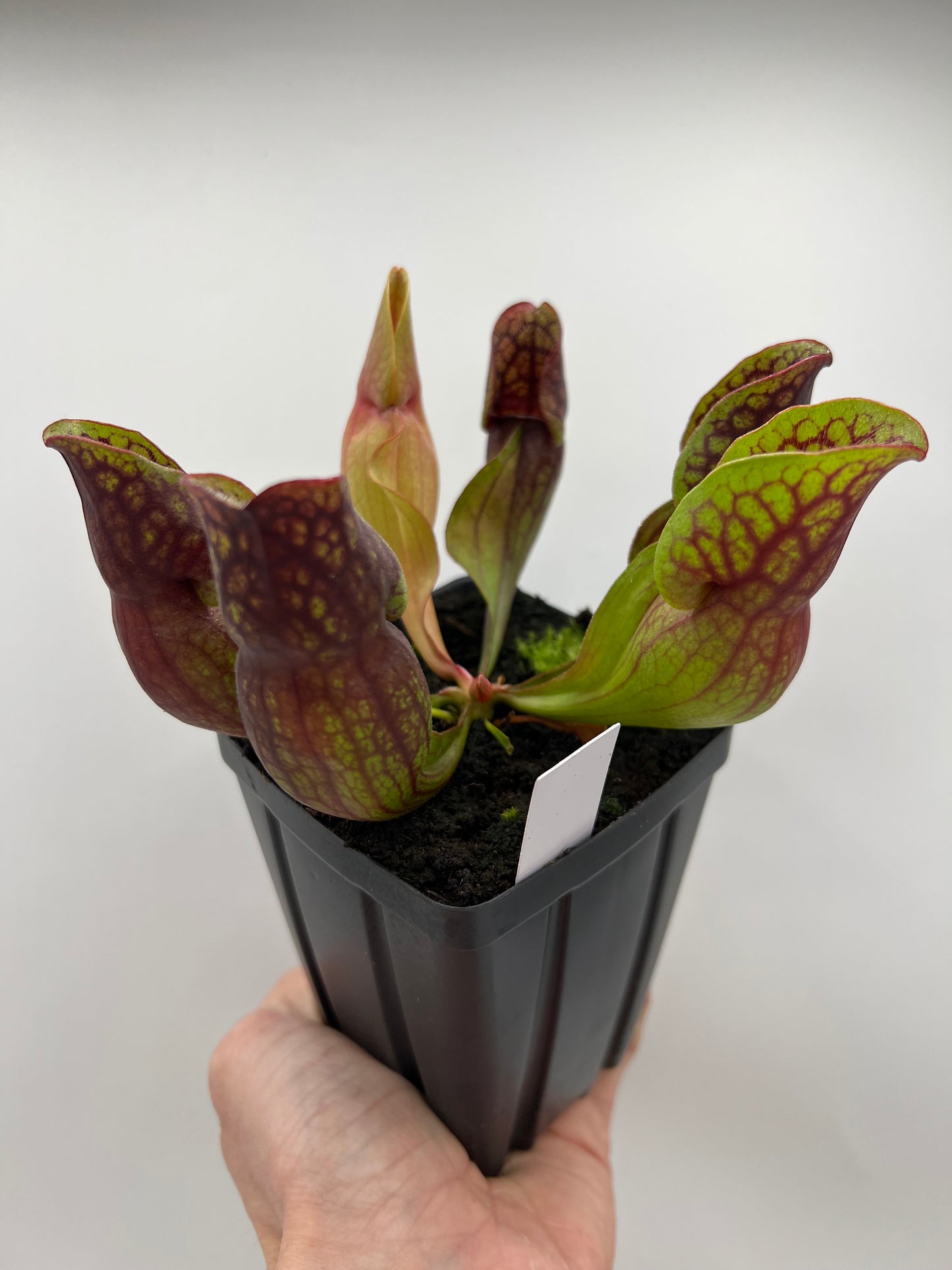 Sarracenia purpurea ssp. purpurea (Centre Co, PA) - Seed Grown #91