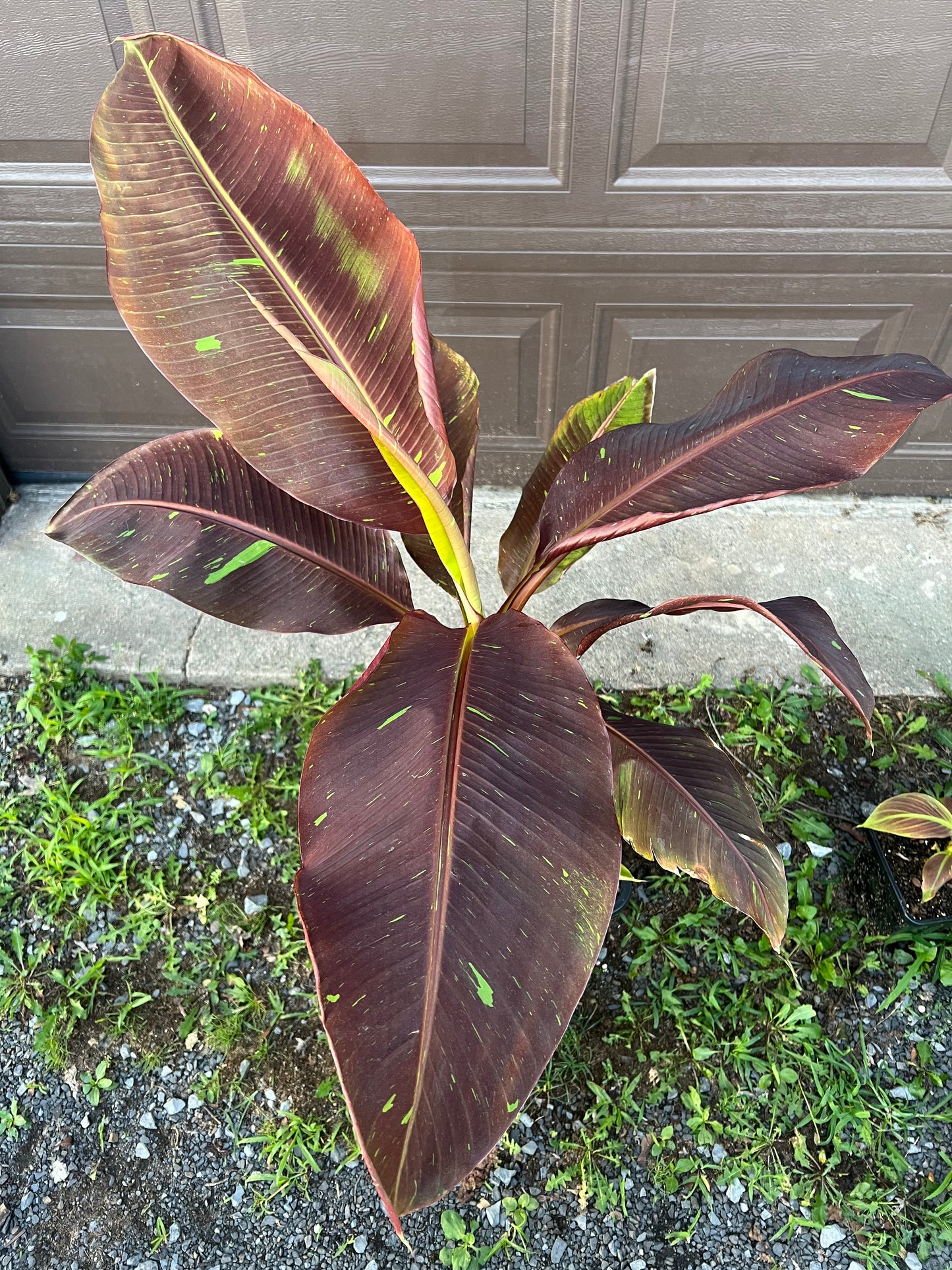 Musa ‘Siam Ruby’