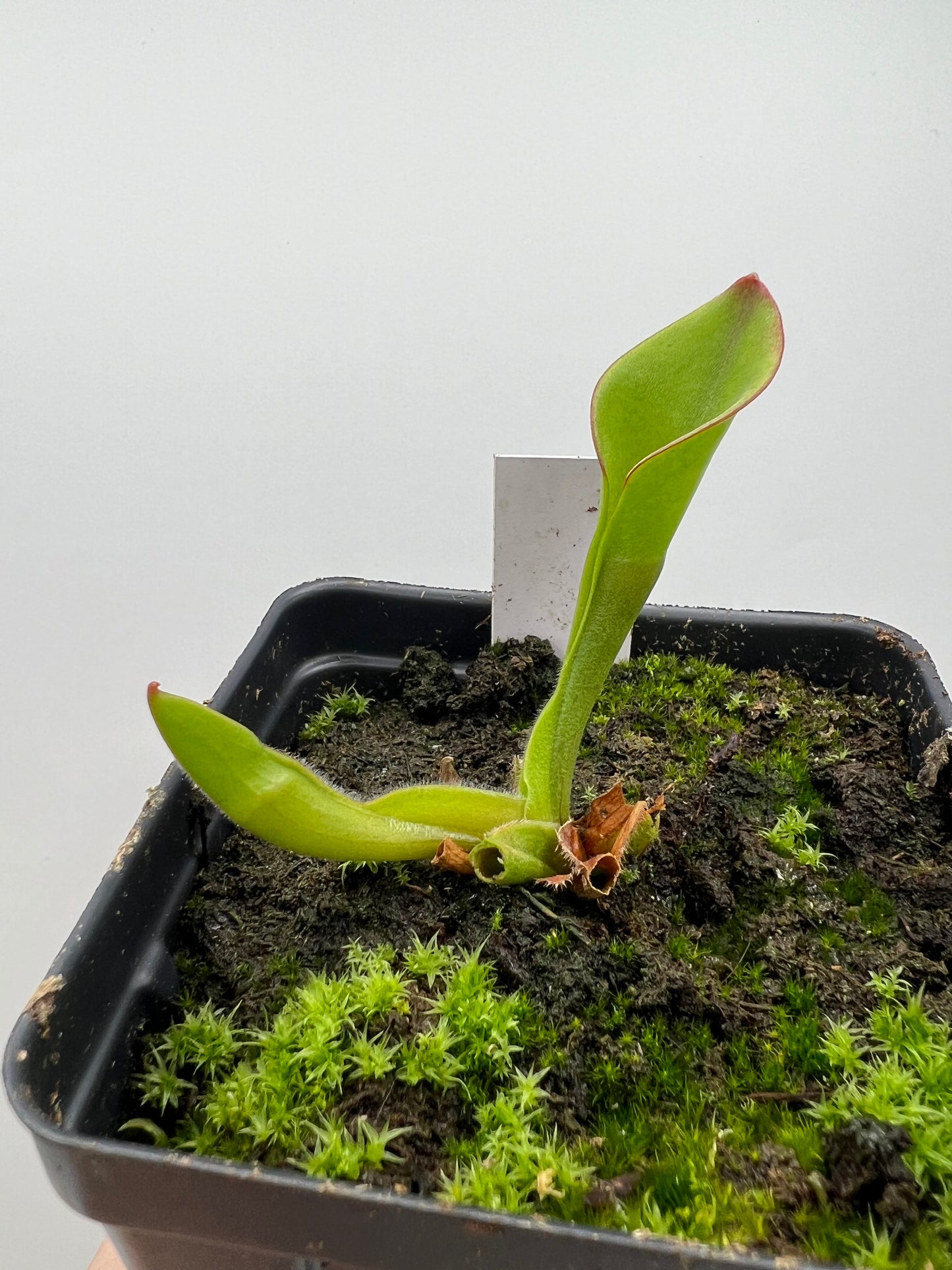 Heliamphora collina