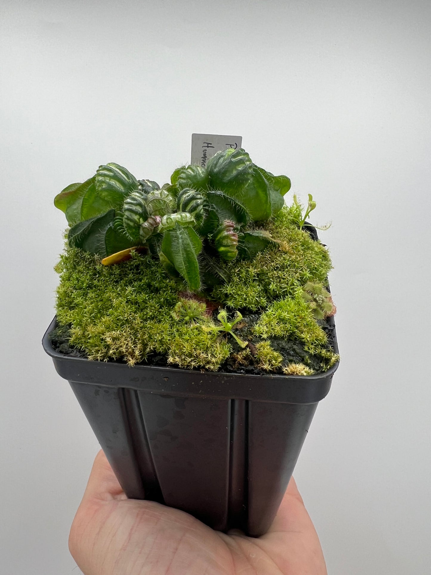 Cephalotus follicularis “Phil Mann” x “Hummers Giant”